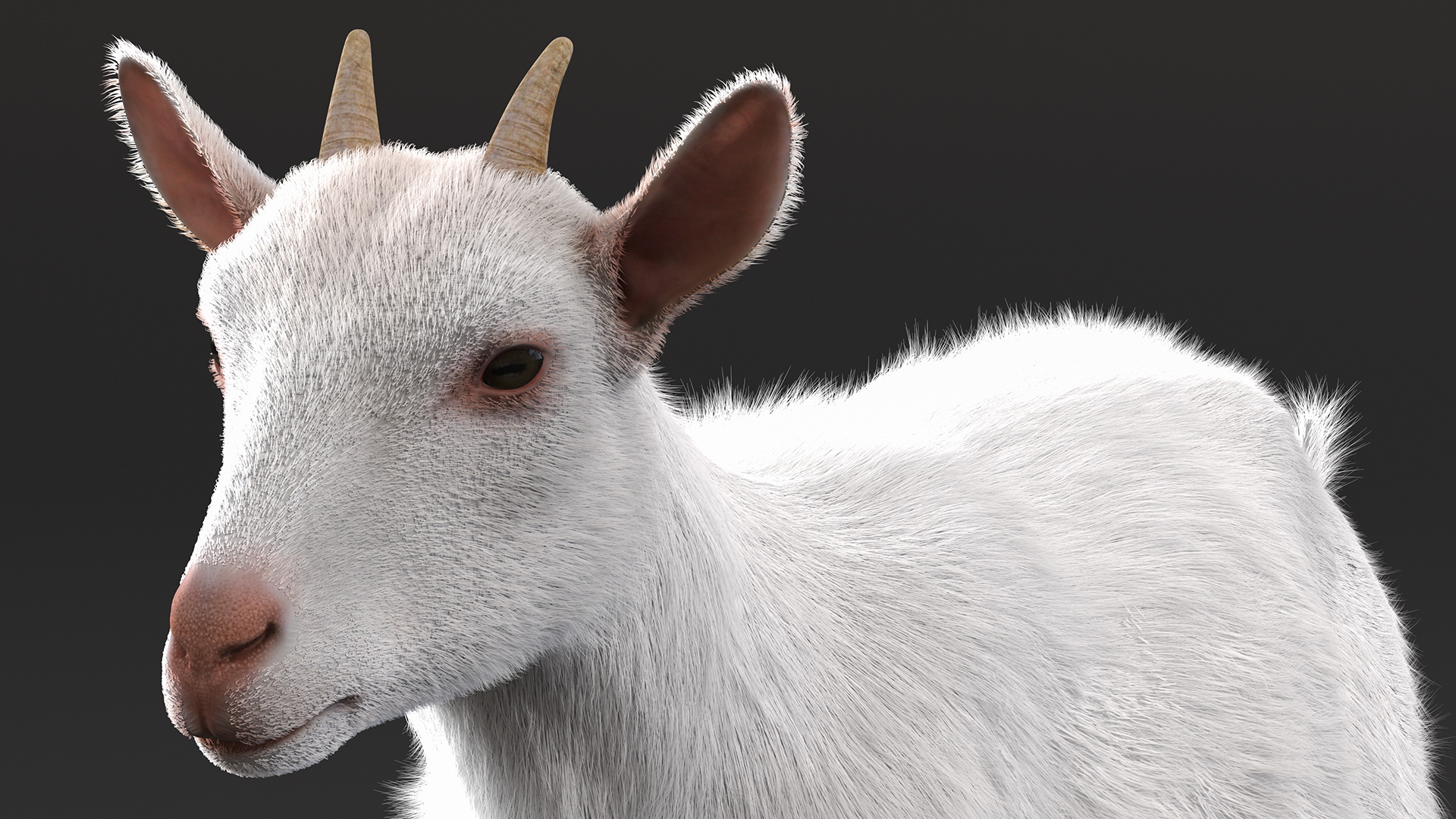 White Goat Walking Fur 3D