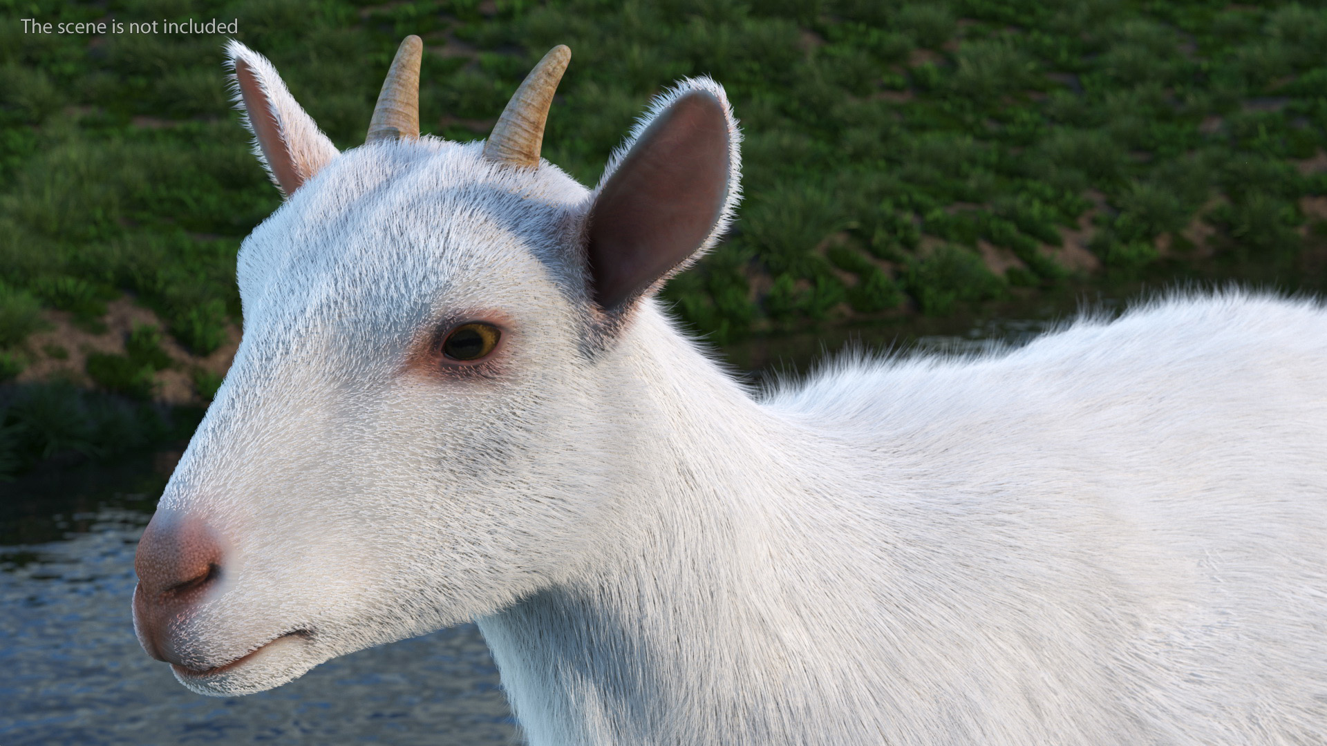 White Goat Walking Fur 3D