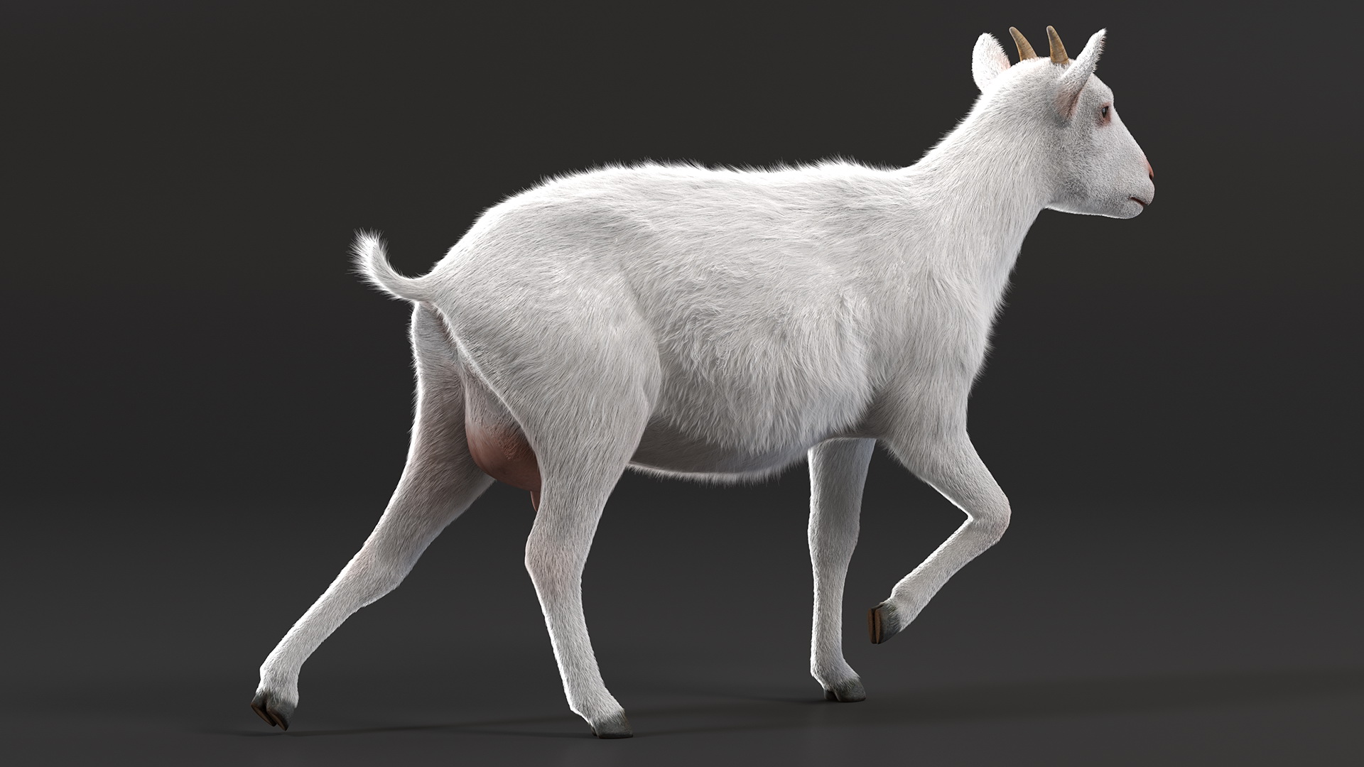 White Goat Walking Fur 3D