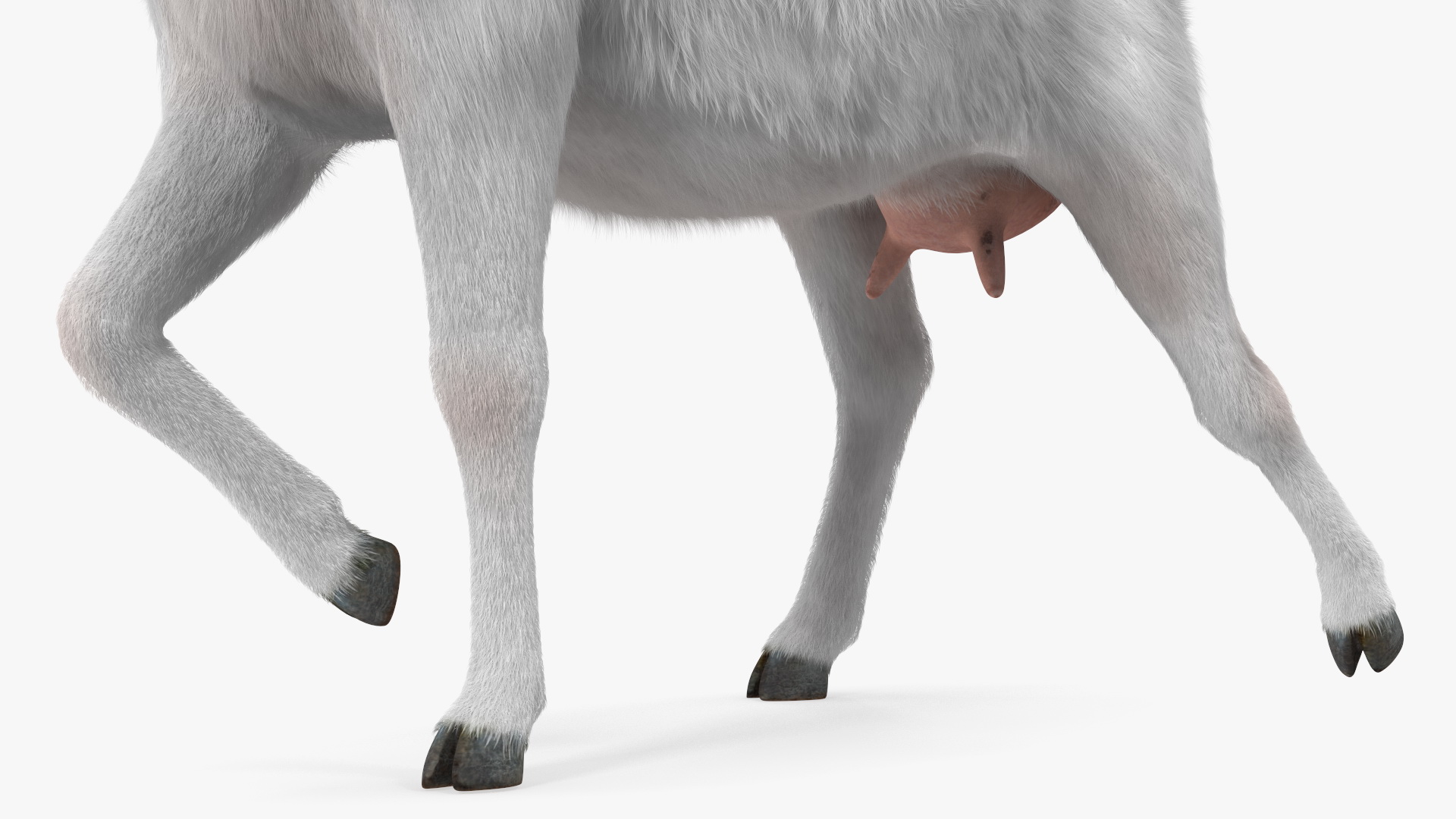 White Goat Walking Fur 3D