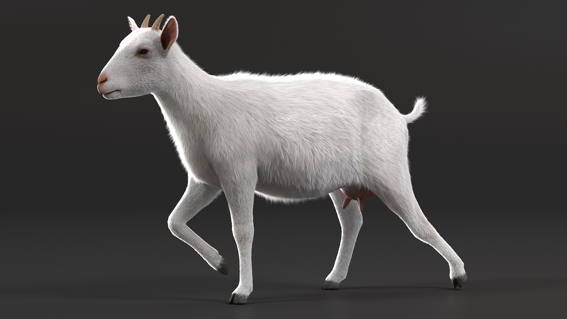 White Goat Walking Fur 3D