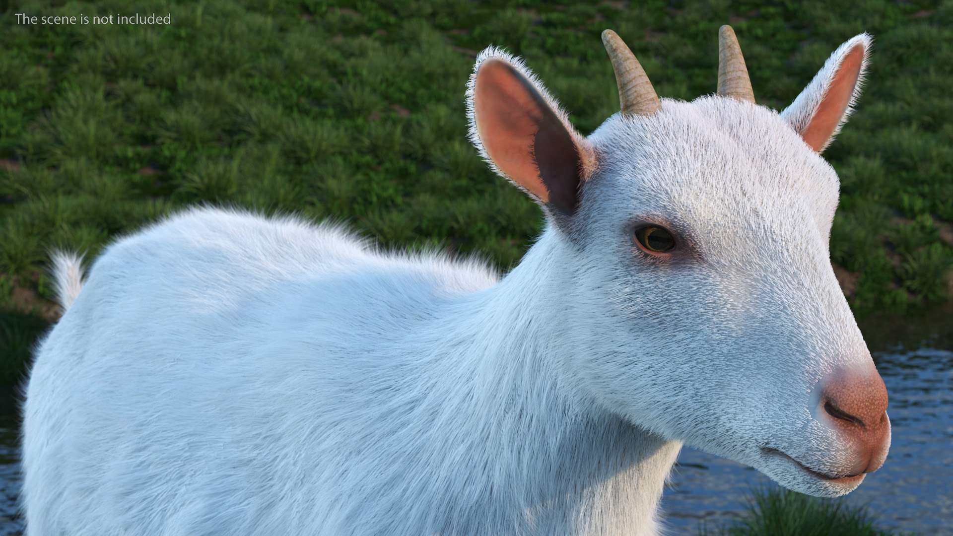 White Goat Walking Fur 3D