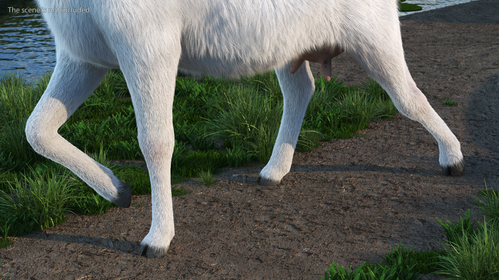 White Goat Walking Fur 3D