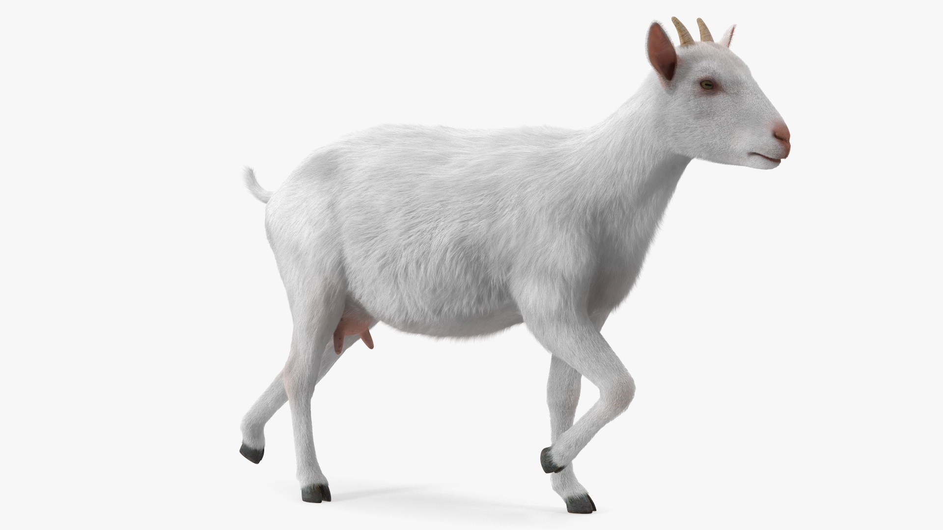 White Goat Walking Fur 3D