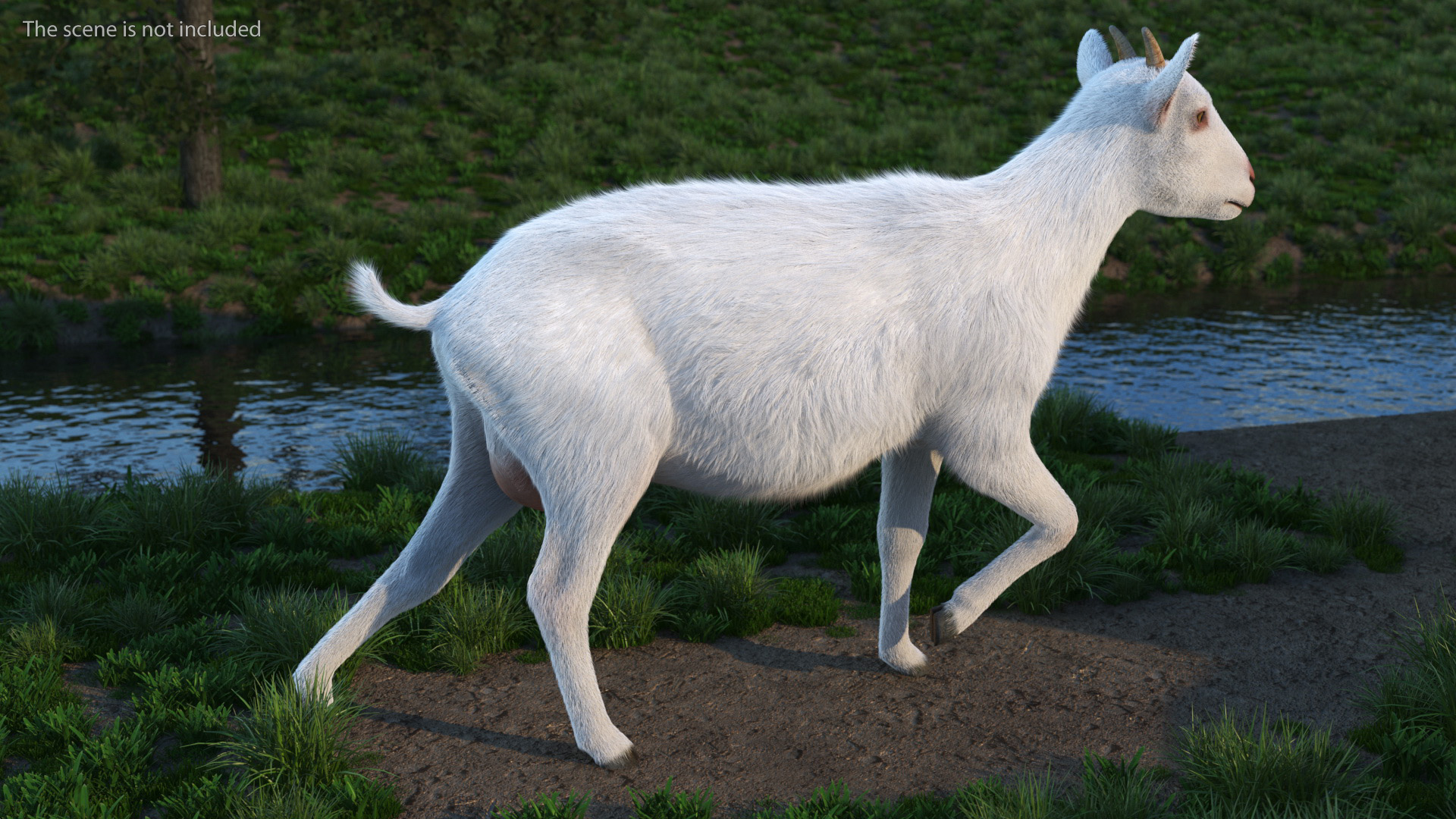 White Goat Walking Fur 3D