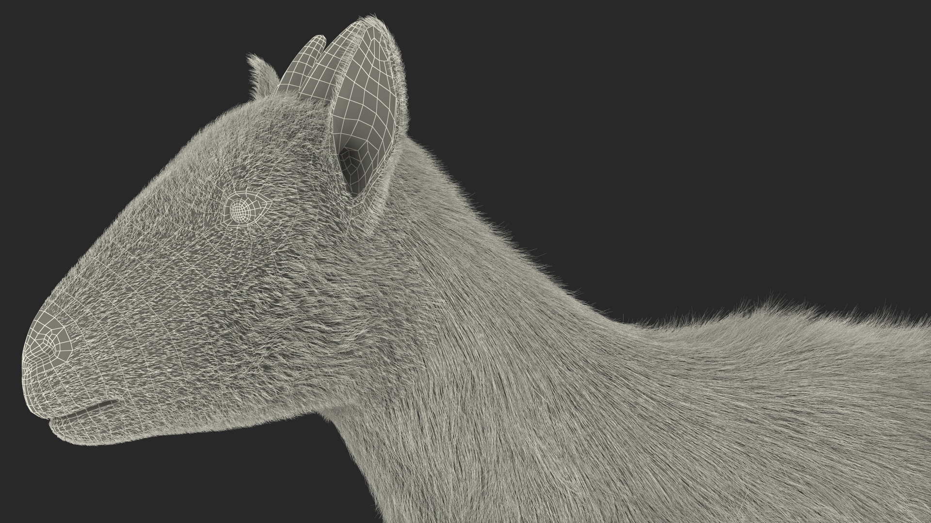 White Goat Walking Fur 3D