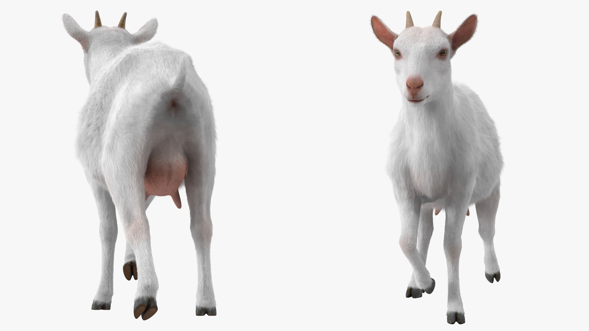 White Goat Walking Fur 3D