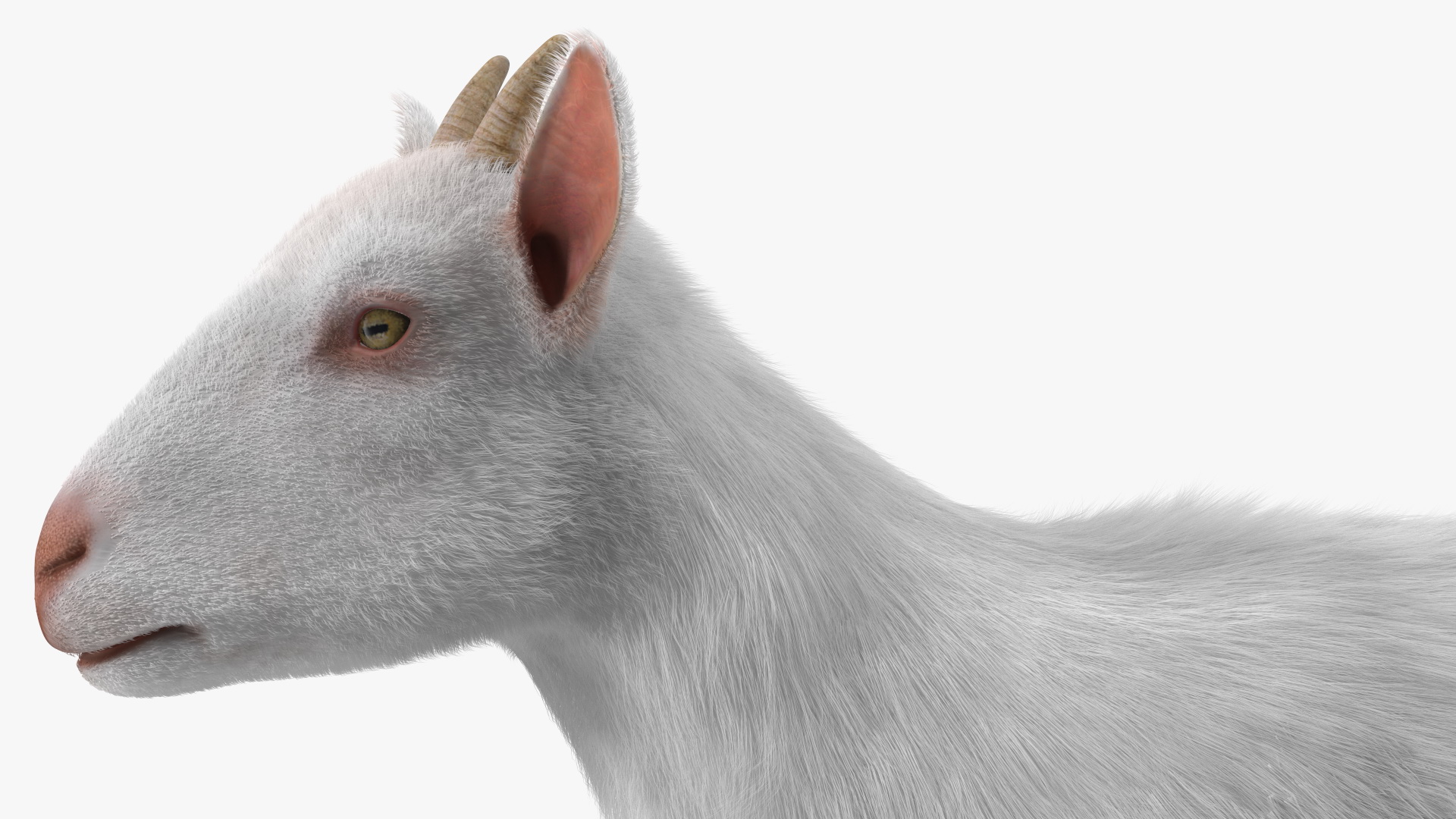 White Goat Walking Fur 3D