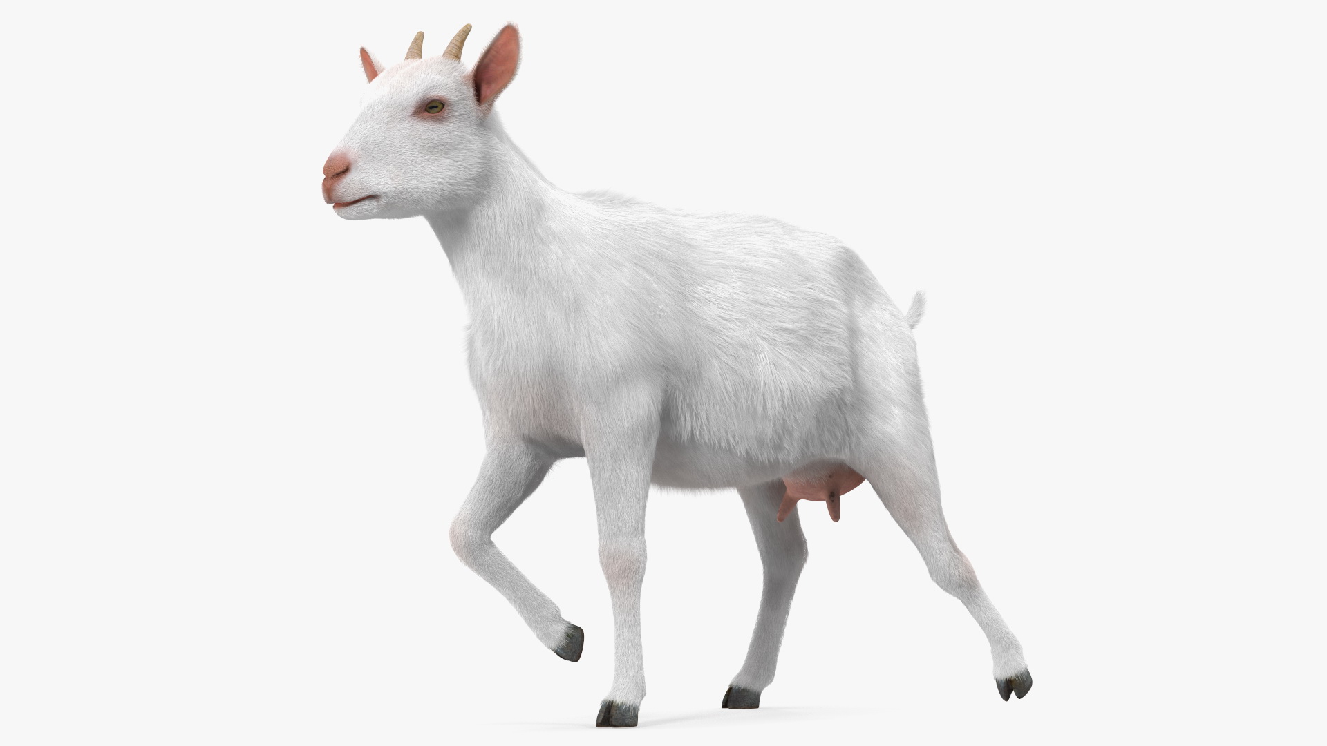 White Goat Walking Fur 3D