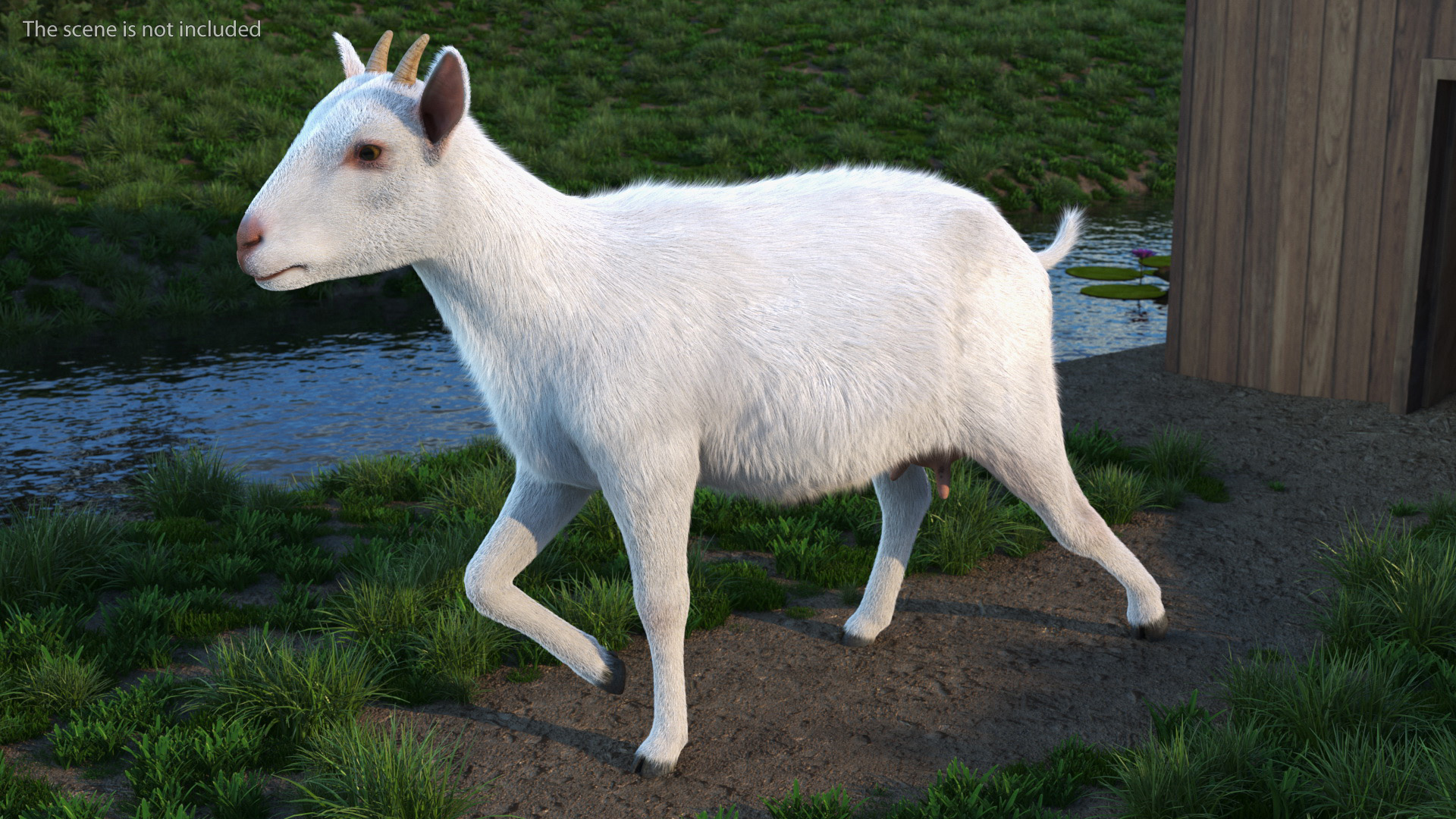 White Goat Walking Fur 3D