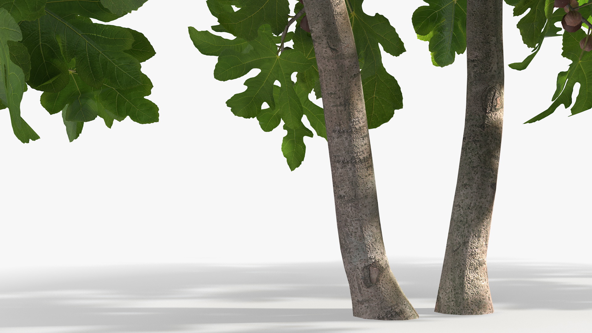 3D Fig Tree Two Trunks with Fruits