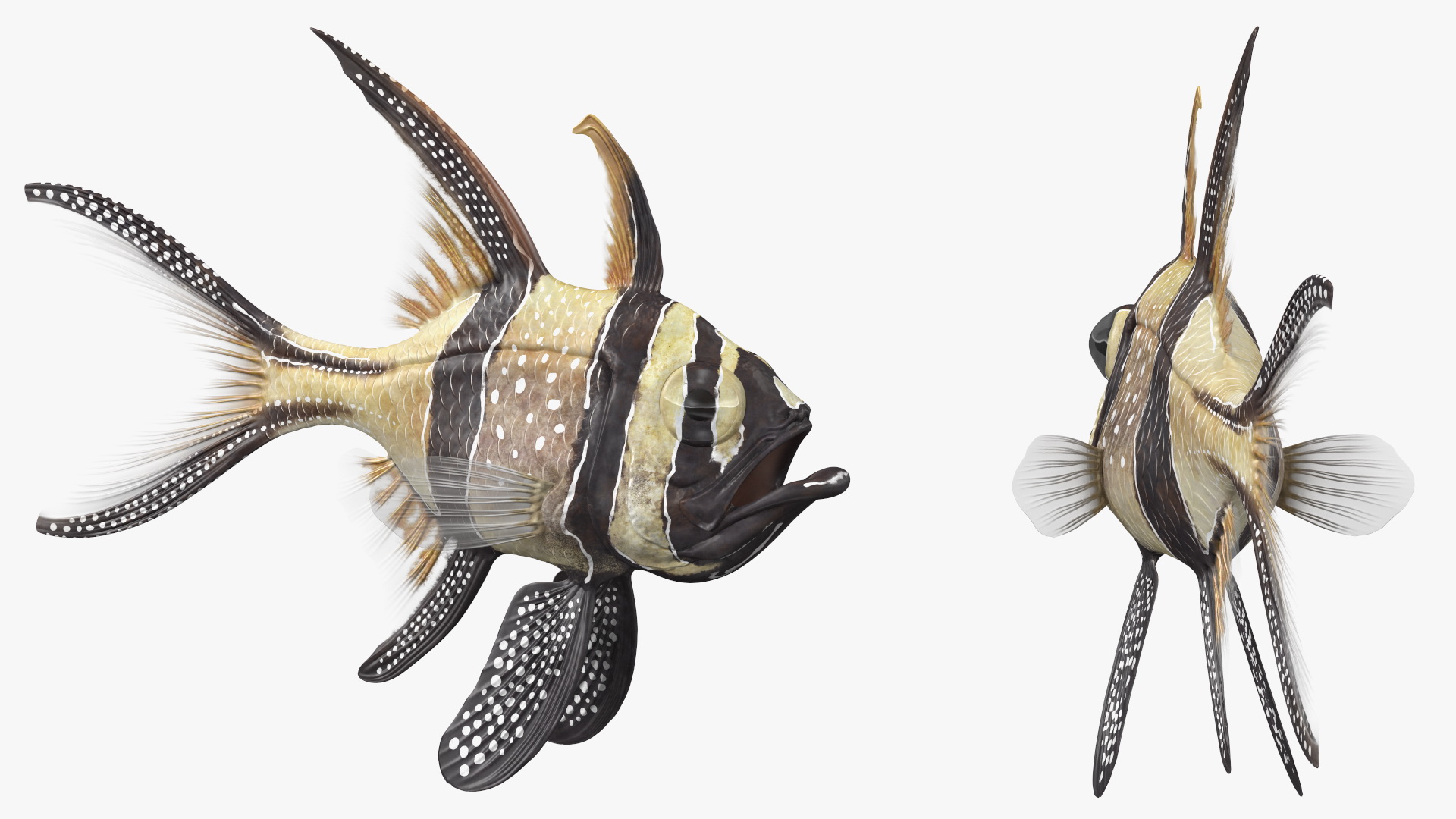 Banggai Cardinalfish Rigged 3D