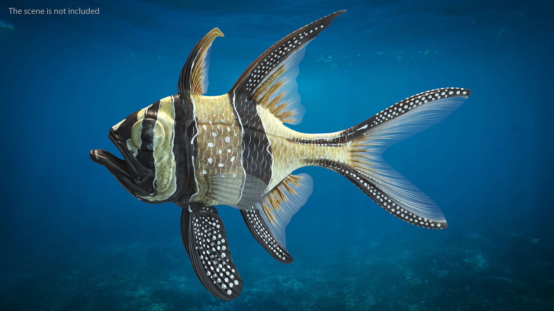 Banggai Cardinalfish Rigged 3D