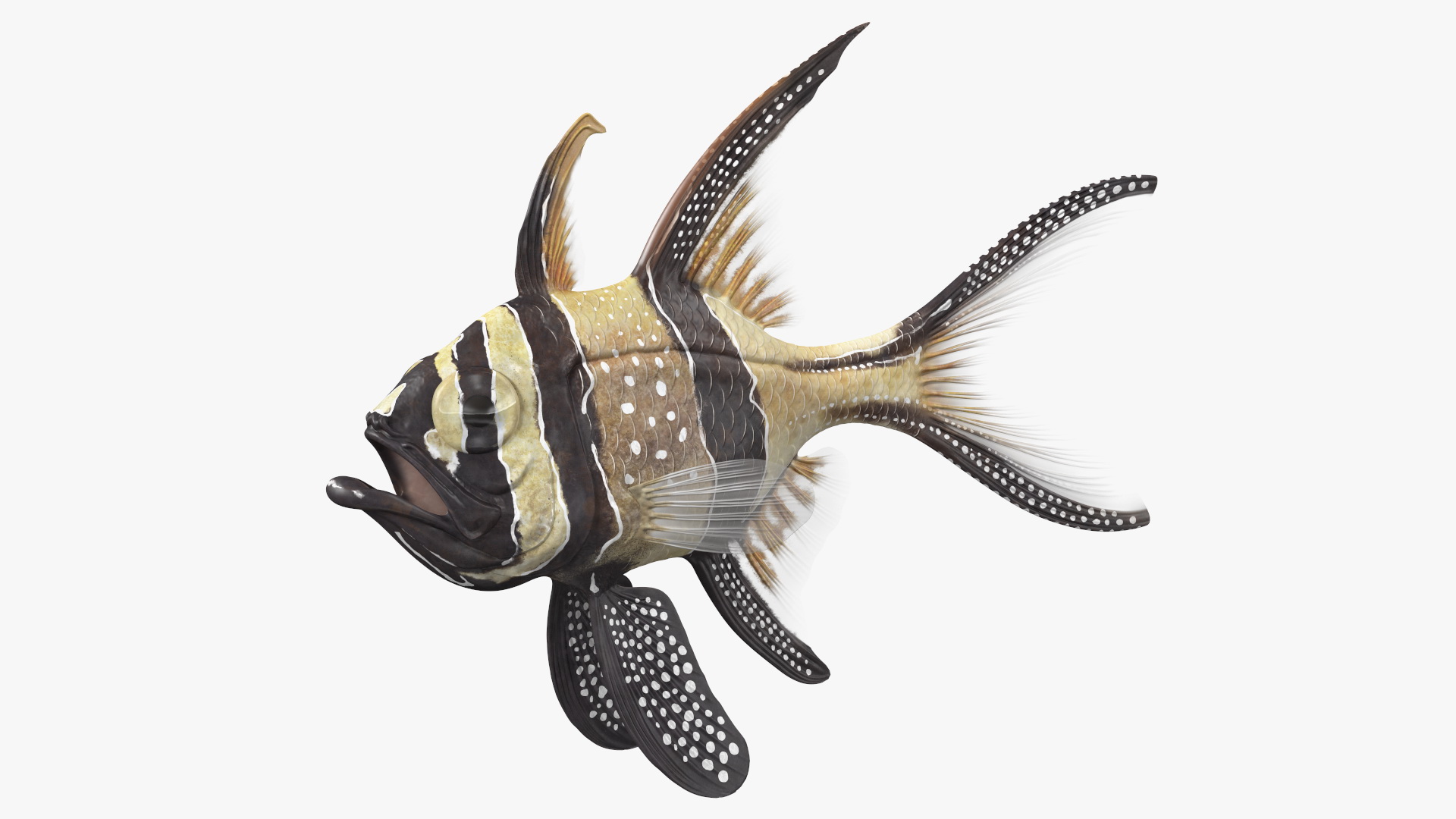 Banggai Cardinalfish Rigged 3D