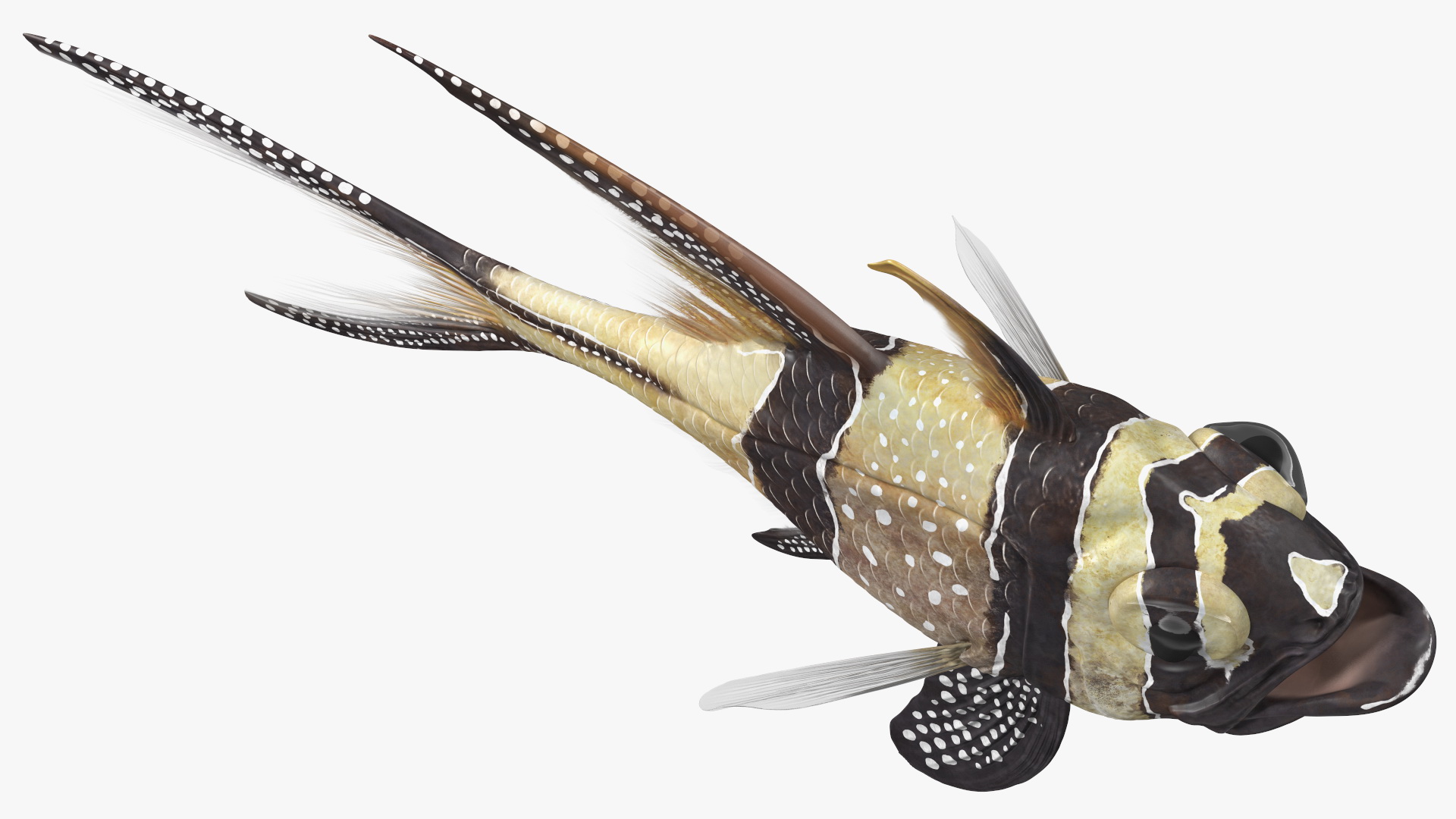 Banggai Cardinalfish Rigged 3D