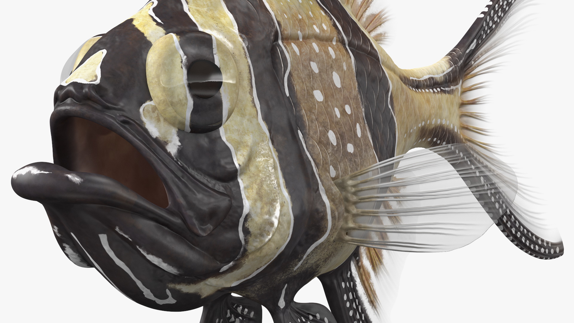 Banggai Cardinalfish Rigged 3D