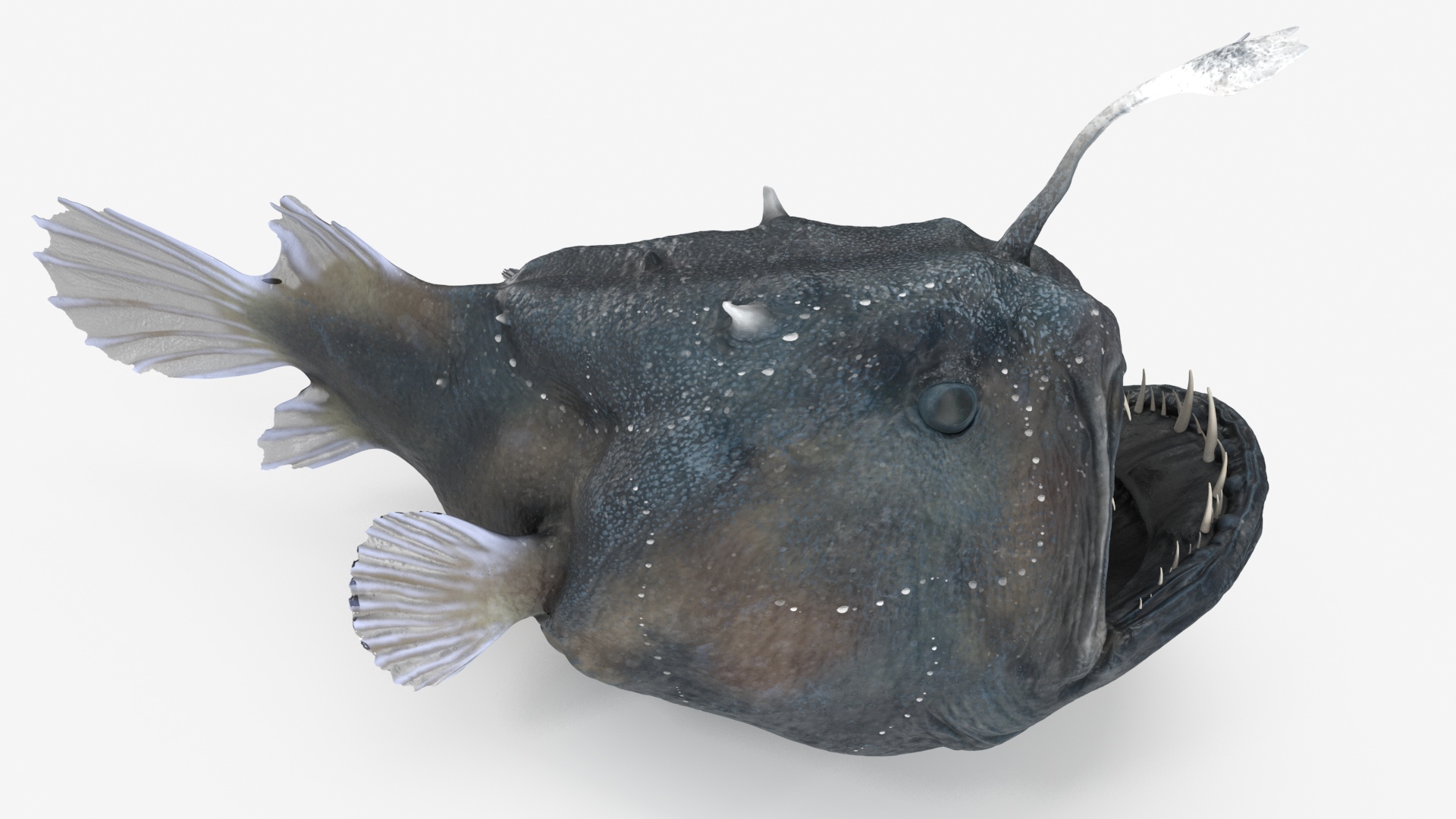 3D Anglerfish Rigged for Maya