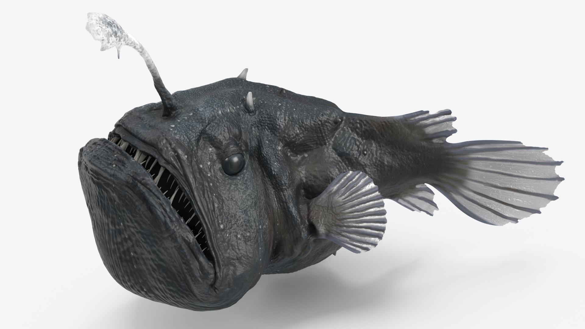 Anglerfish Rigged 3D