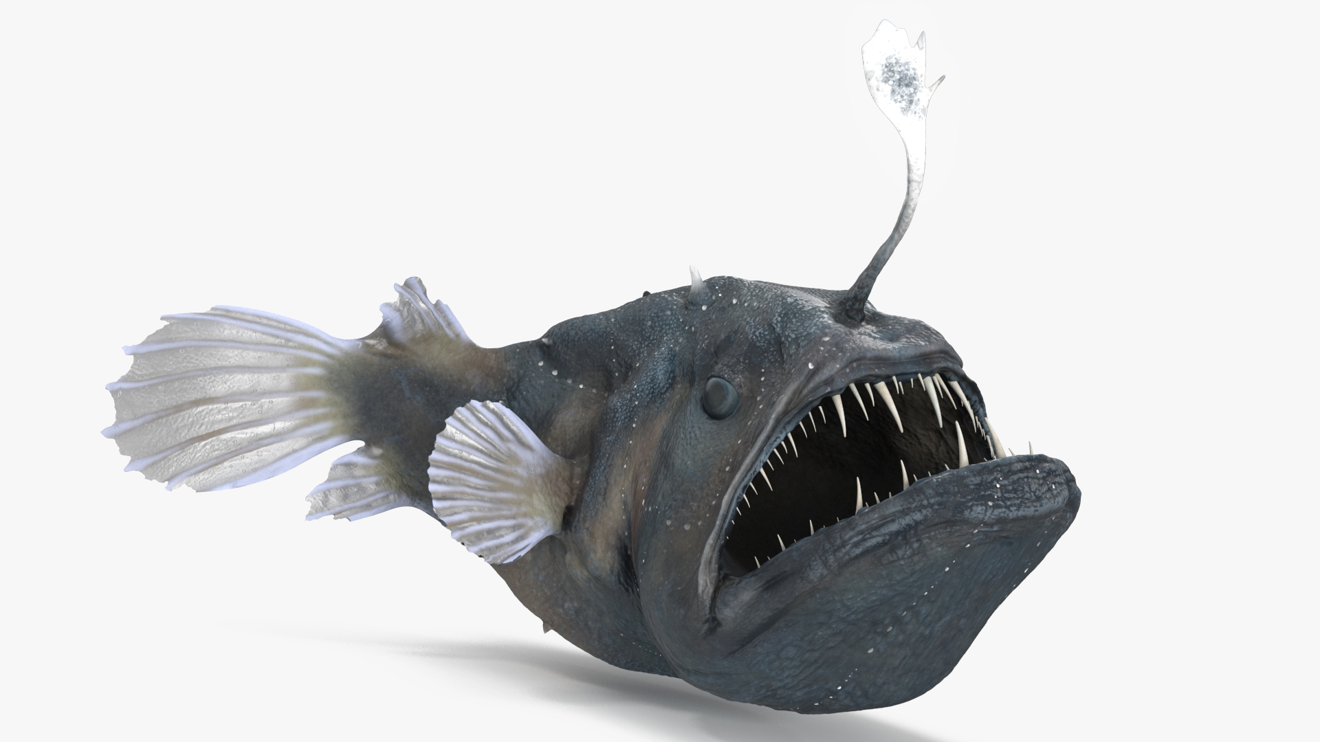 Anglerfish Rigged 3D