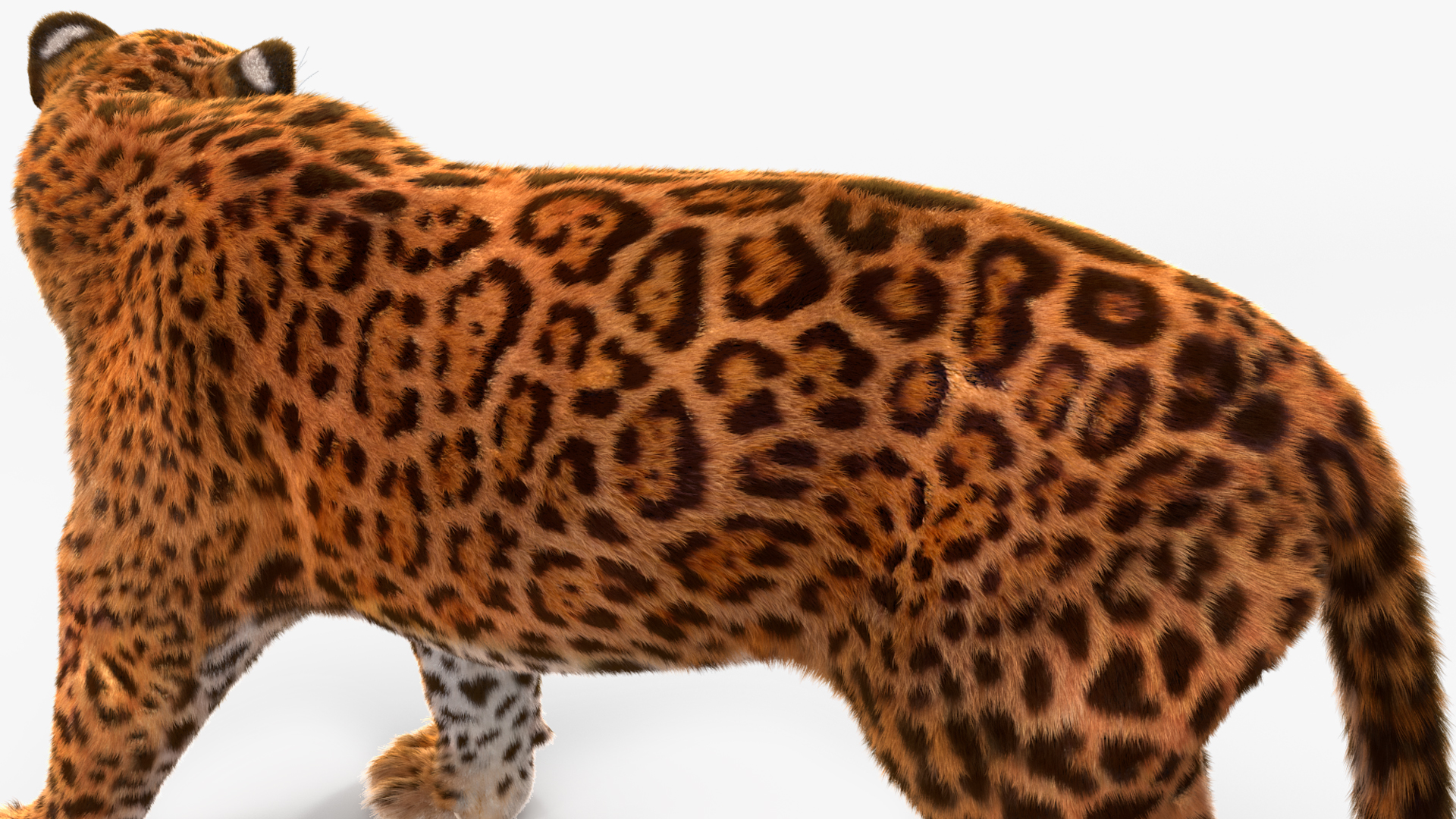 3D Jaguar Walking Pose Fur model