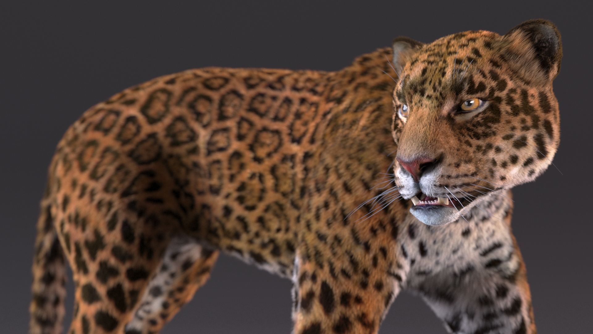 3D Jaguar Walking Pose Fur model