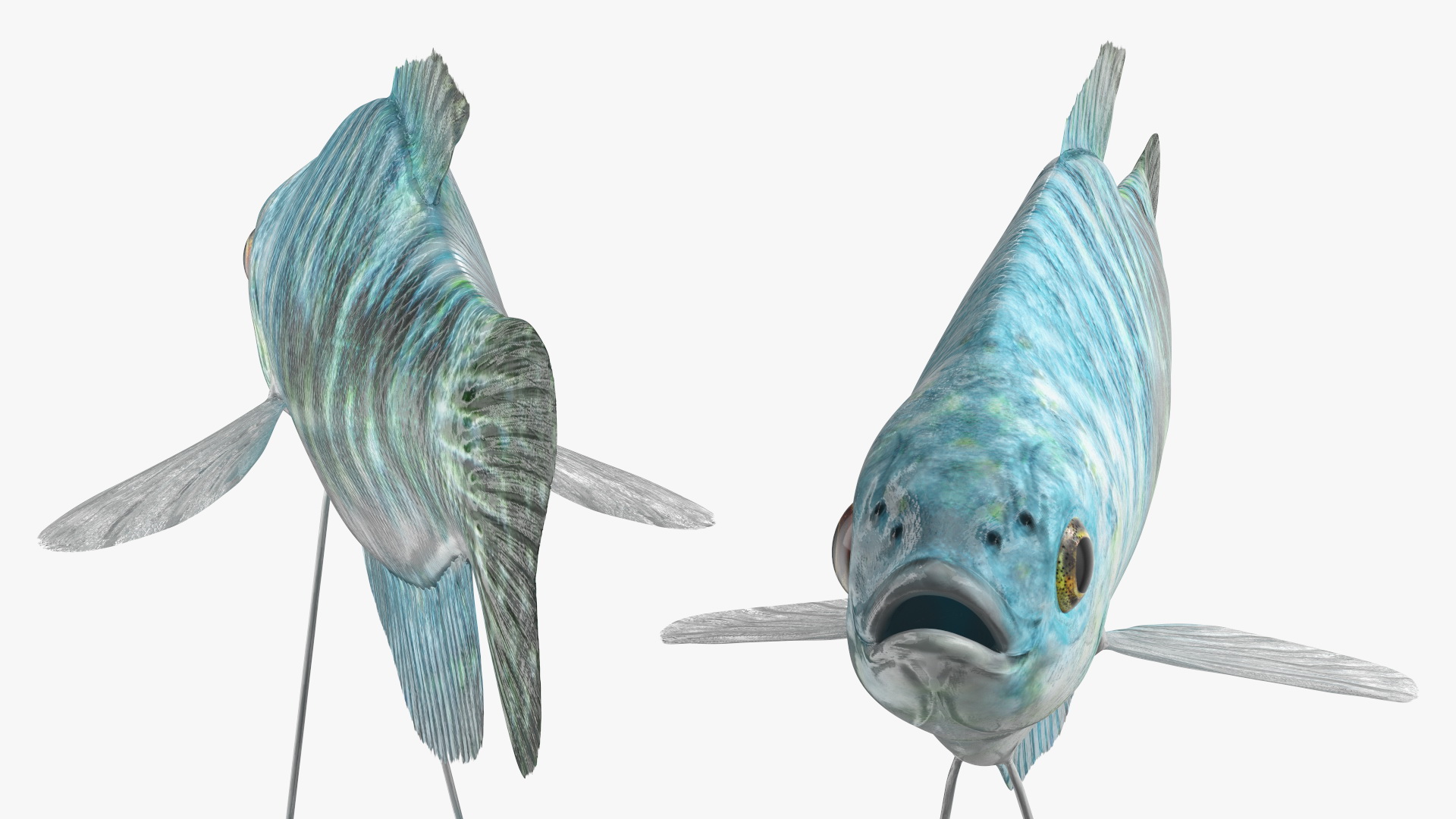 Blue Opaline Gourami Fish Rigged 3D