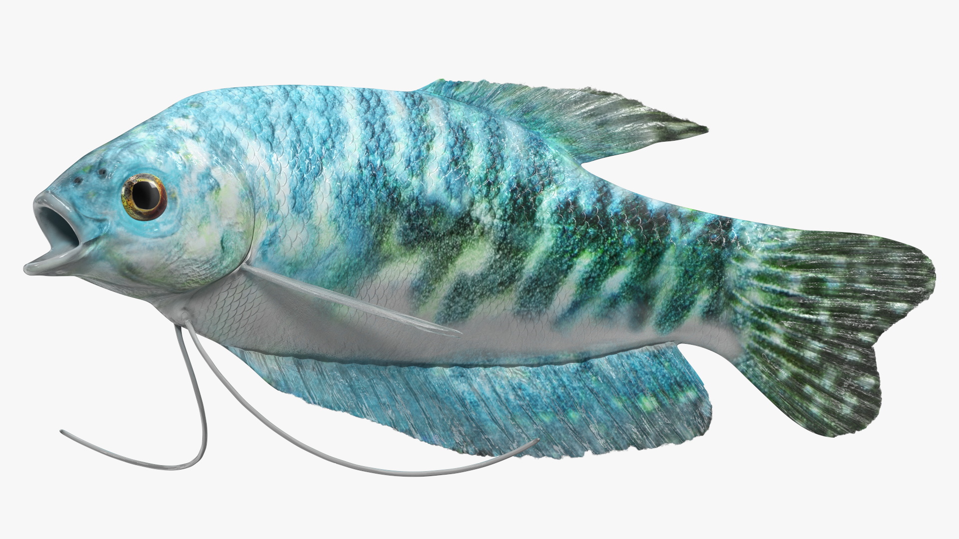 Blue Opaline Gourami Fish Rigged 3D