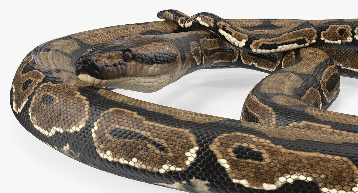 3D model Brown Python Snake Curled pose