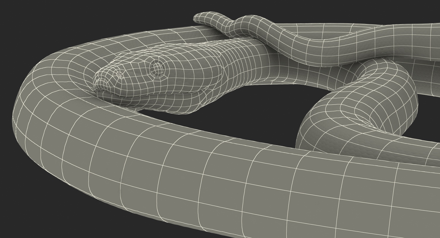 3D model Brown Python Snake Curled pose