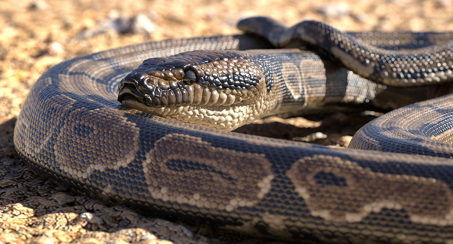 3D model Brown Python Snake Curled pose