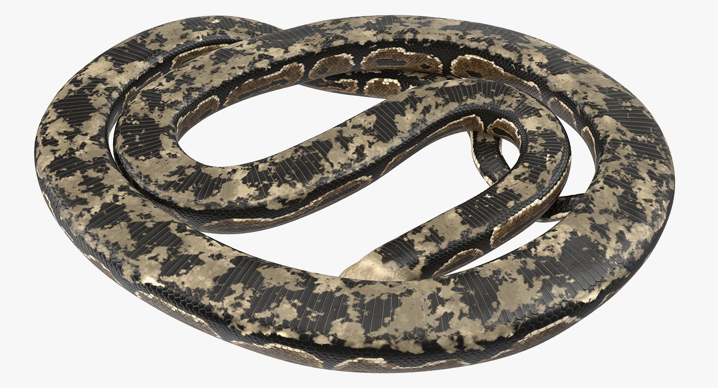 3D model Brown Python Snake Curled pose