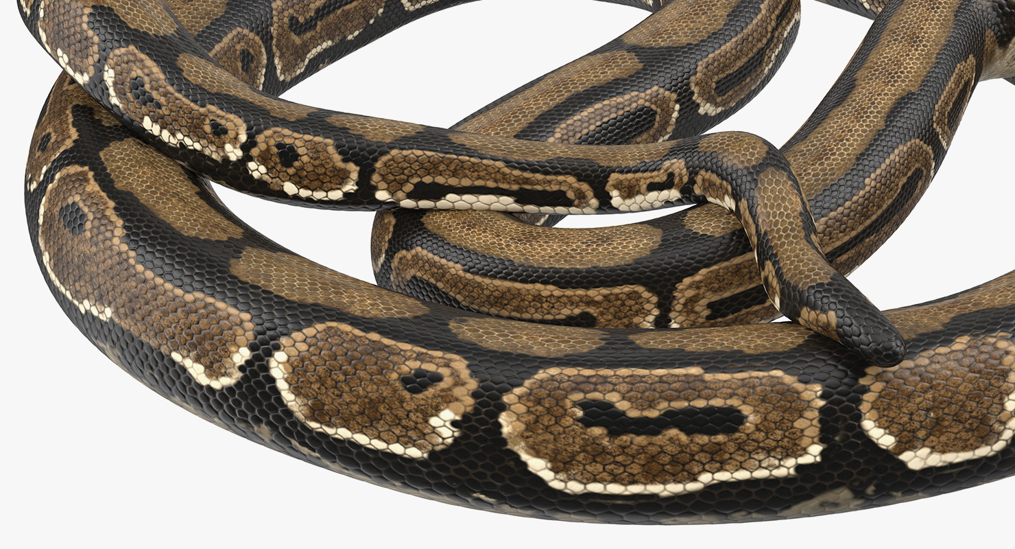 3D model Brown Python Snake Curled pose