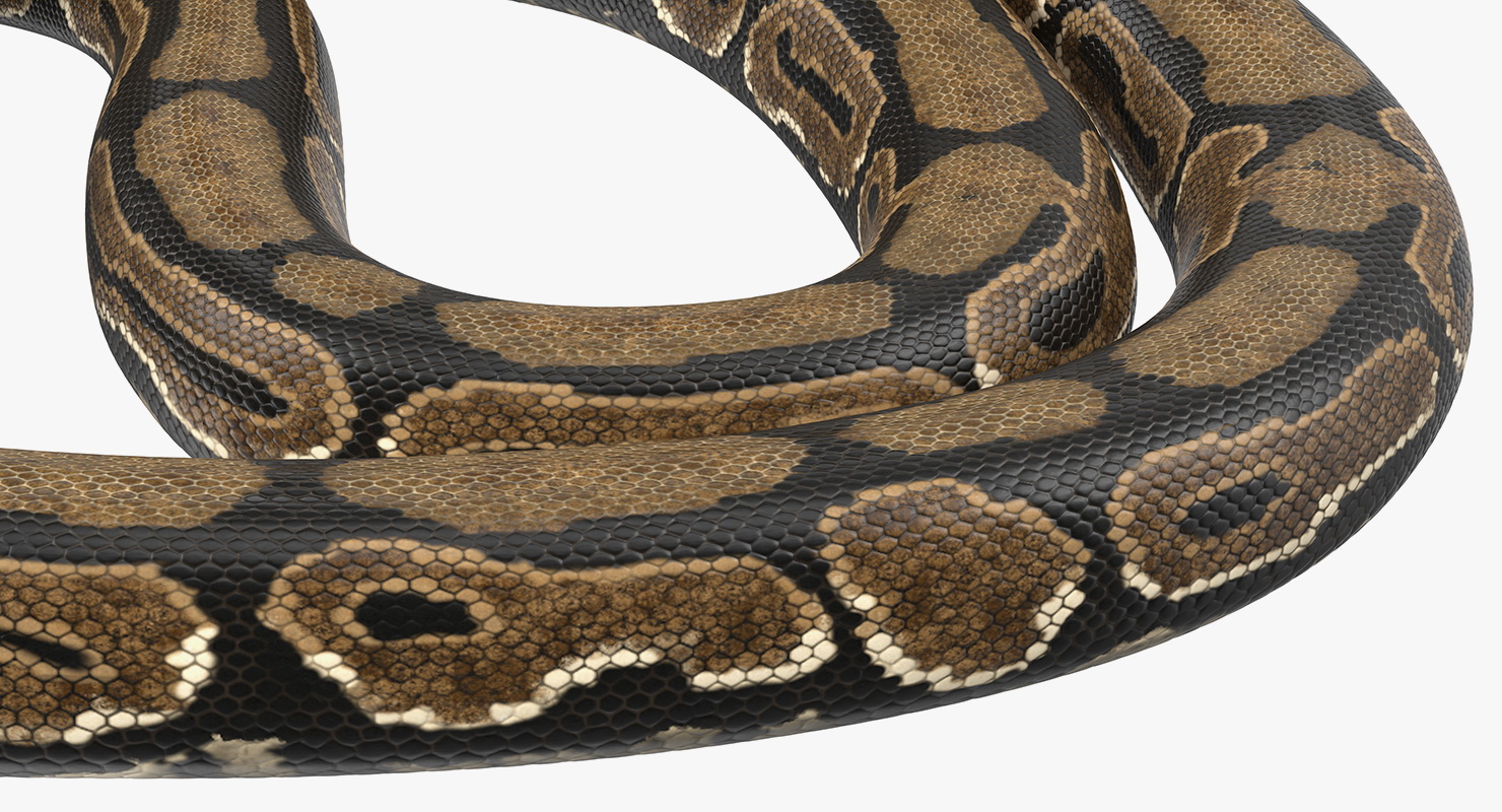 3D model Brown Python Snake Curled pose