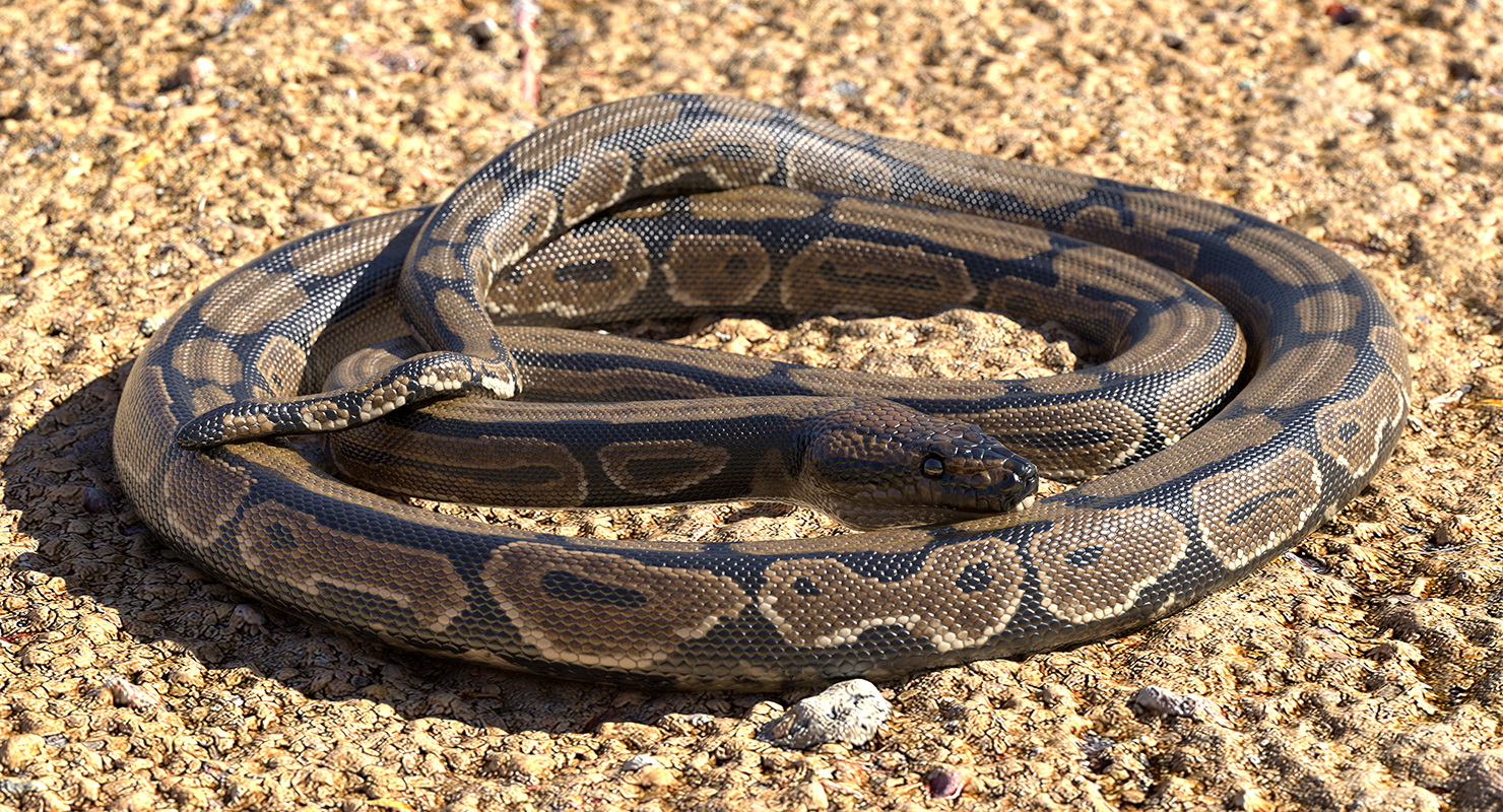 3D model Brown Python Snake Curled pose