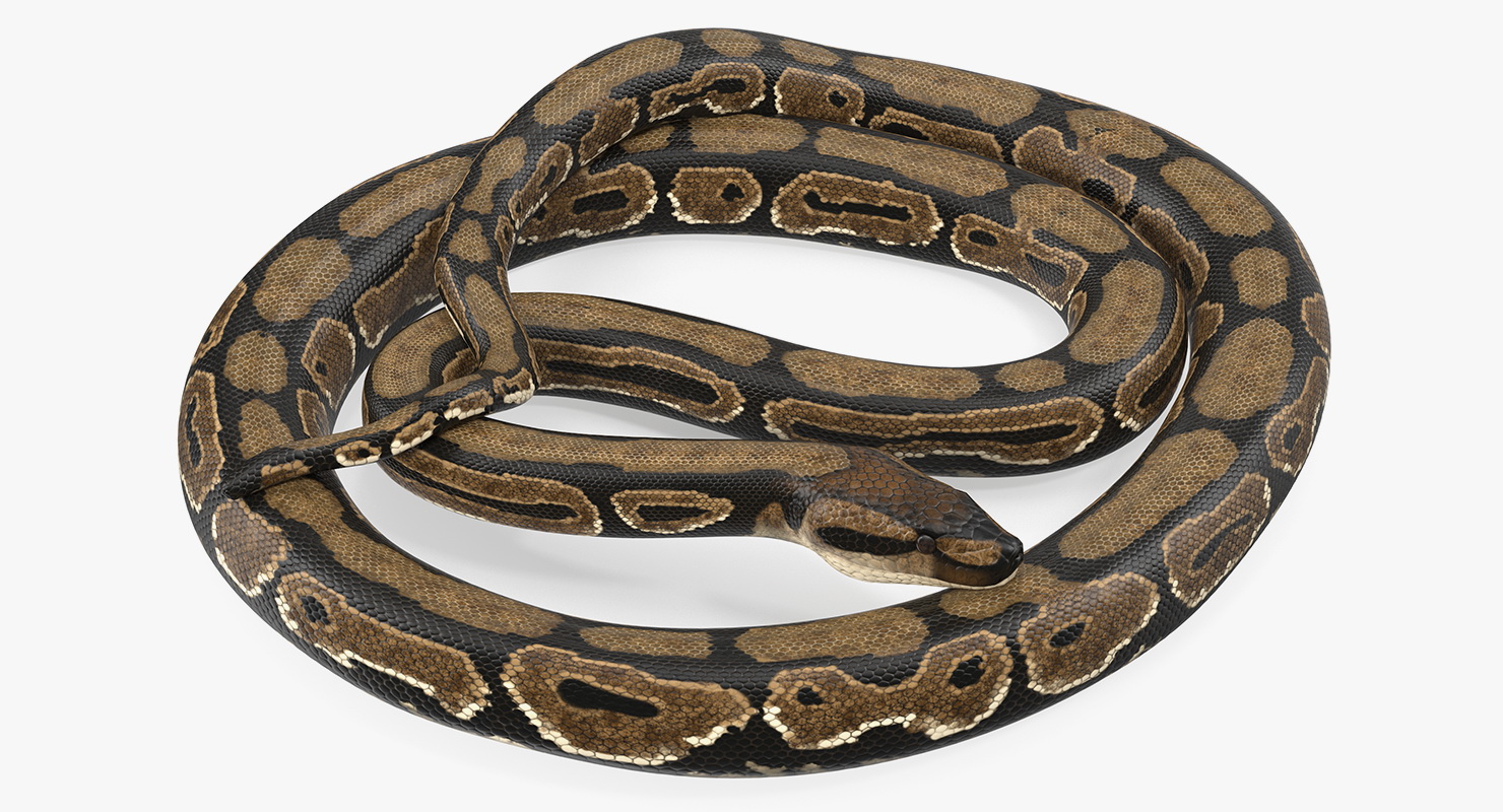 3D model Brown Python Snake Curled pose