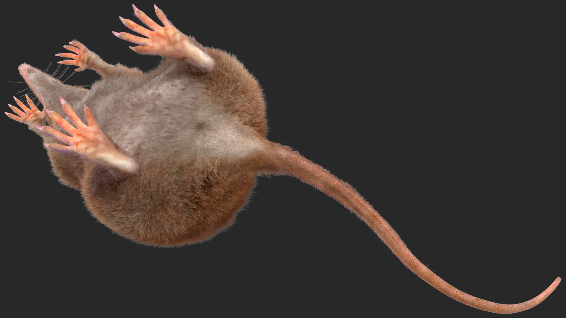 3D Shrew Standing Pose Fur model