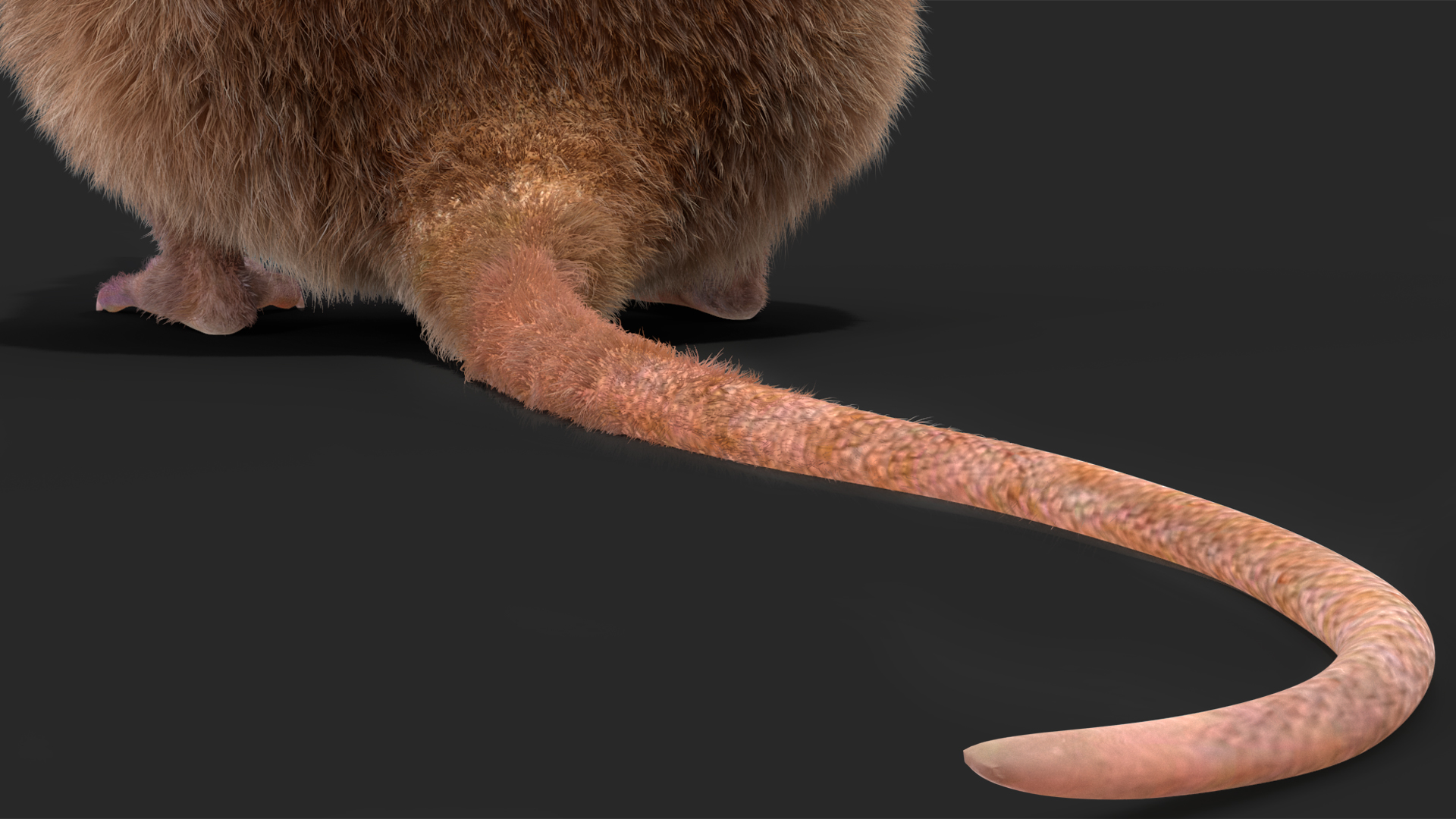 3D Shrew Standing Pose Fur model