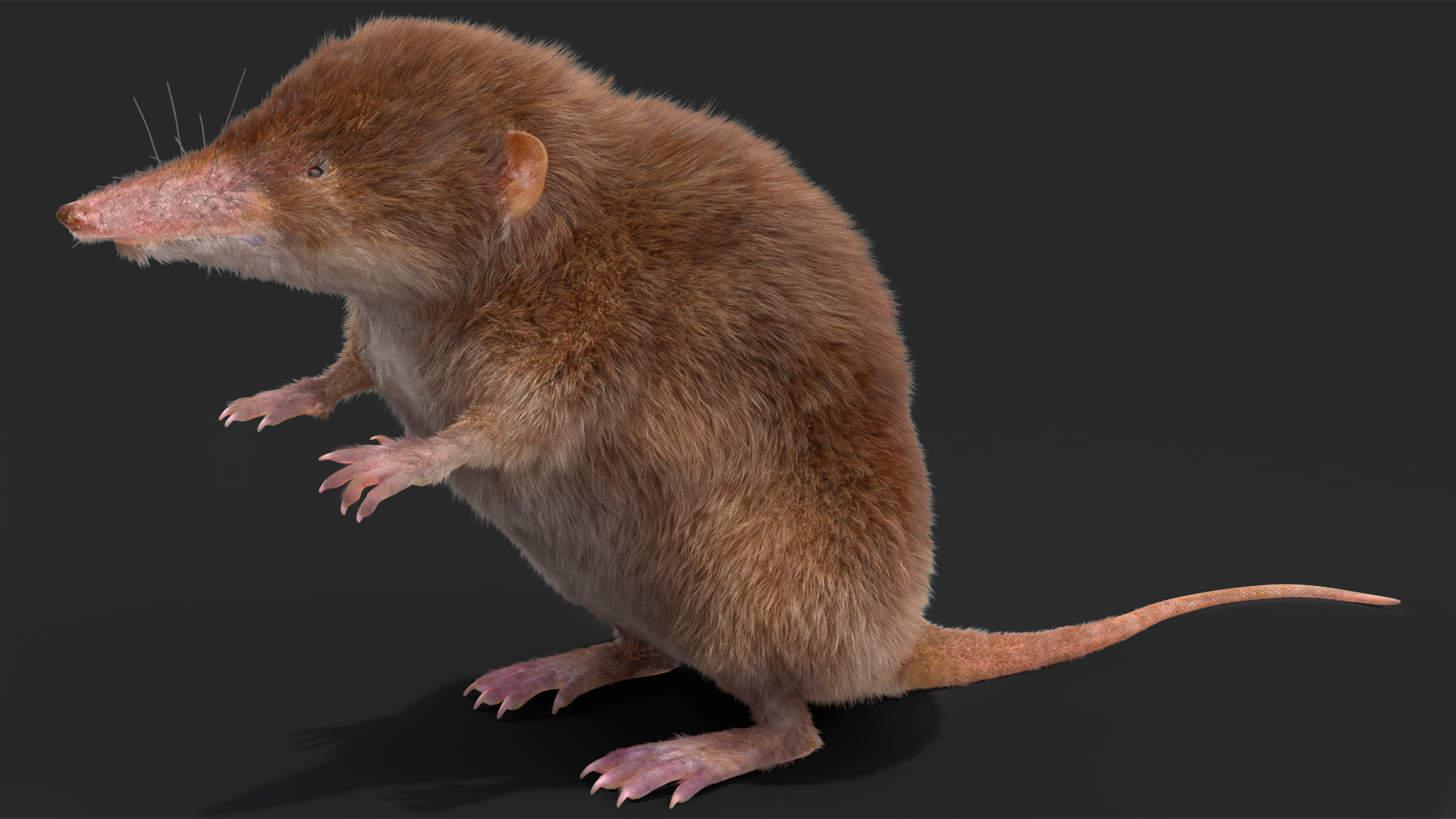 3D Shrew Standing Pose Fur model