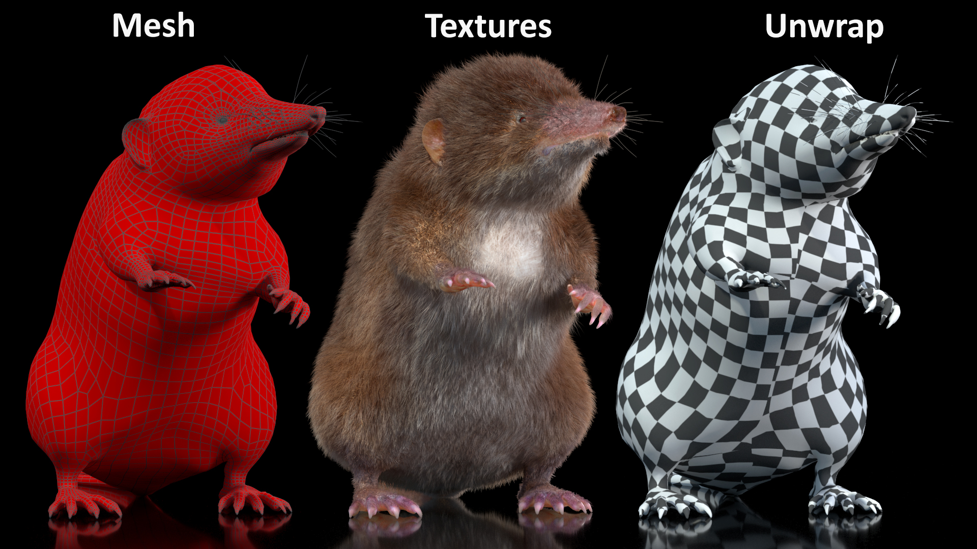 3D Shrew Standing Pose Fur model