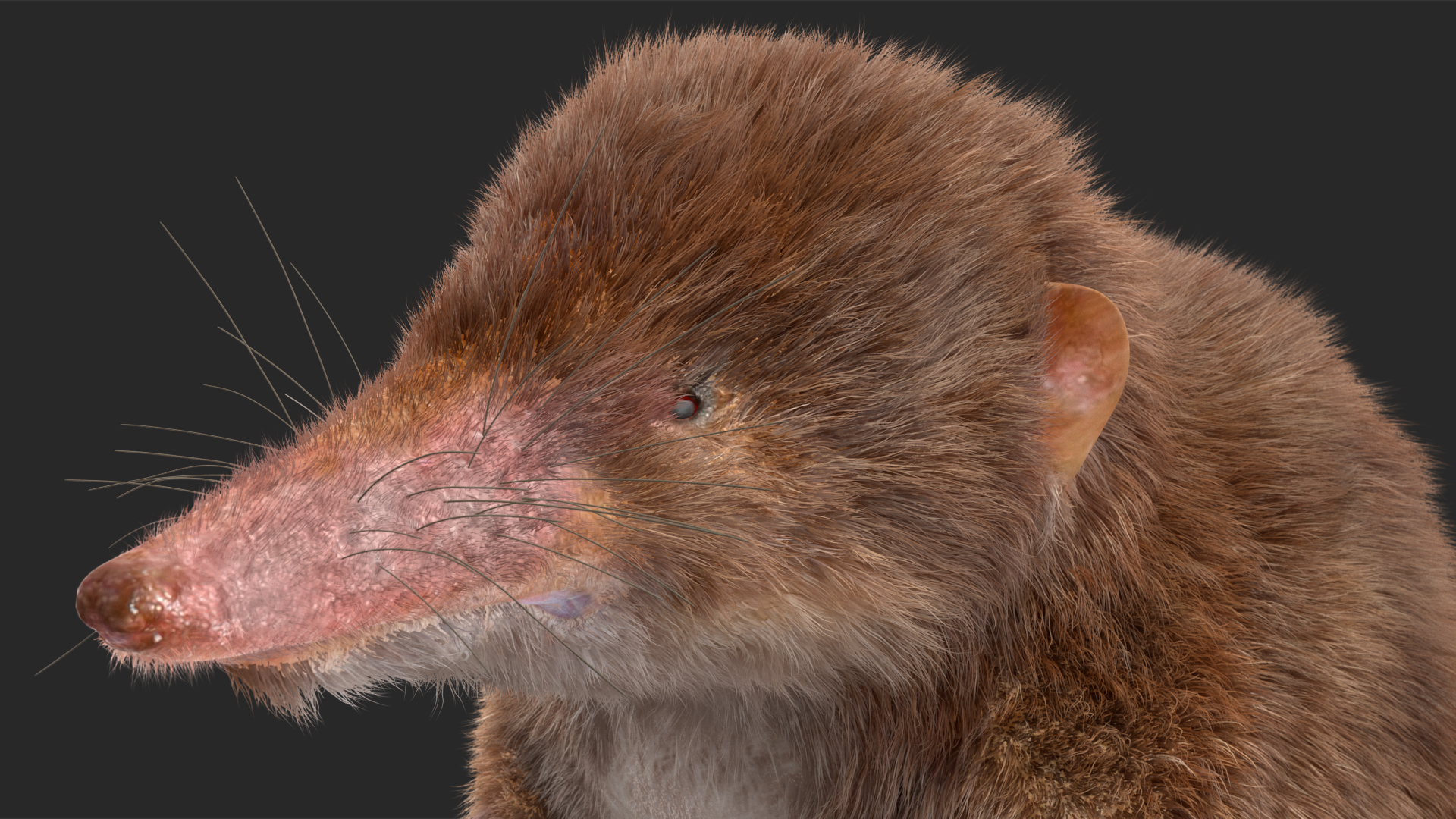 3D Shrew Standing Pose Fur model