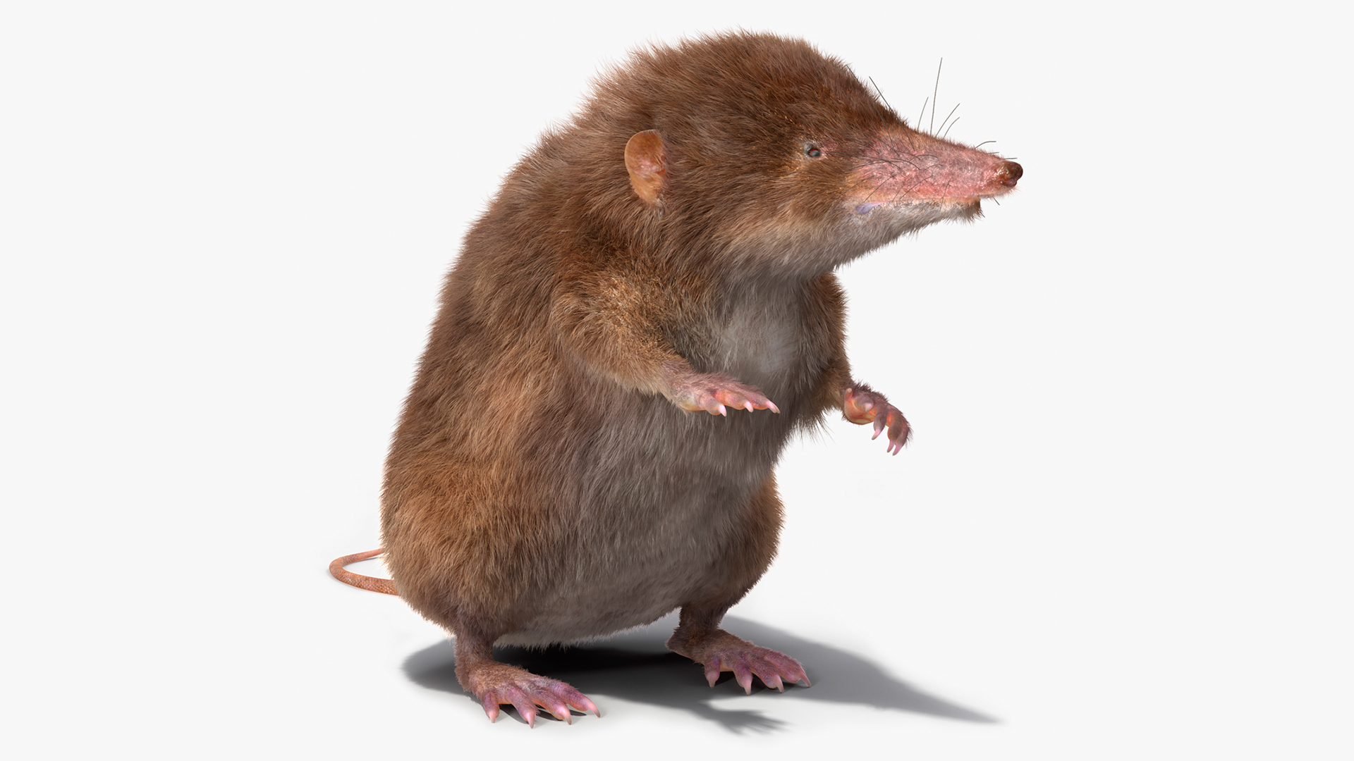 3D Shrew Standing Pose Fur model