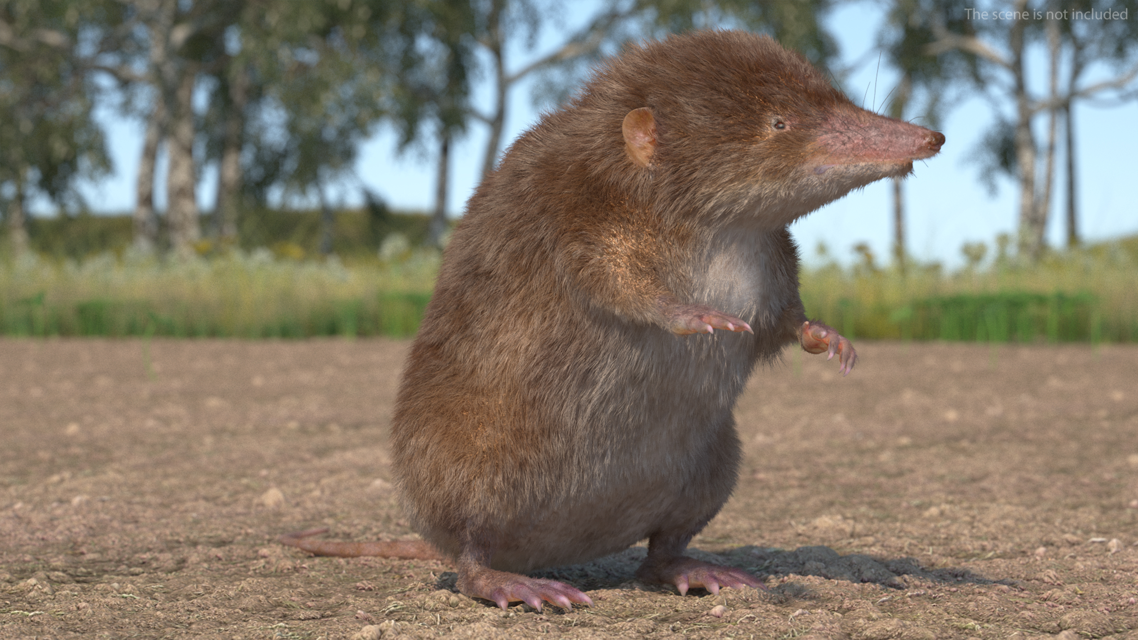 3D Shrew Standing Pose Fur model