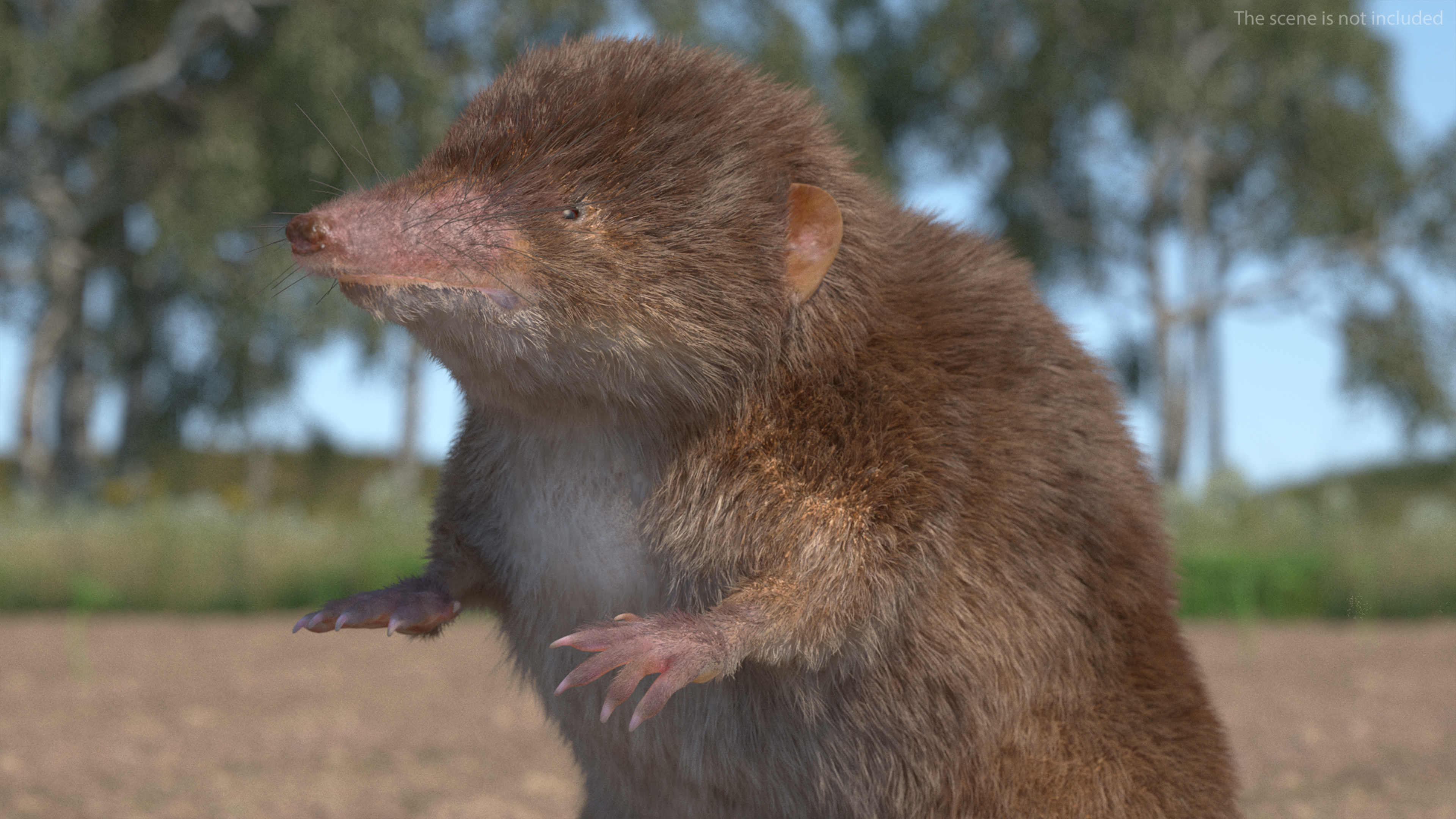 3D Shrew Standing Pose Fur model