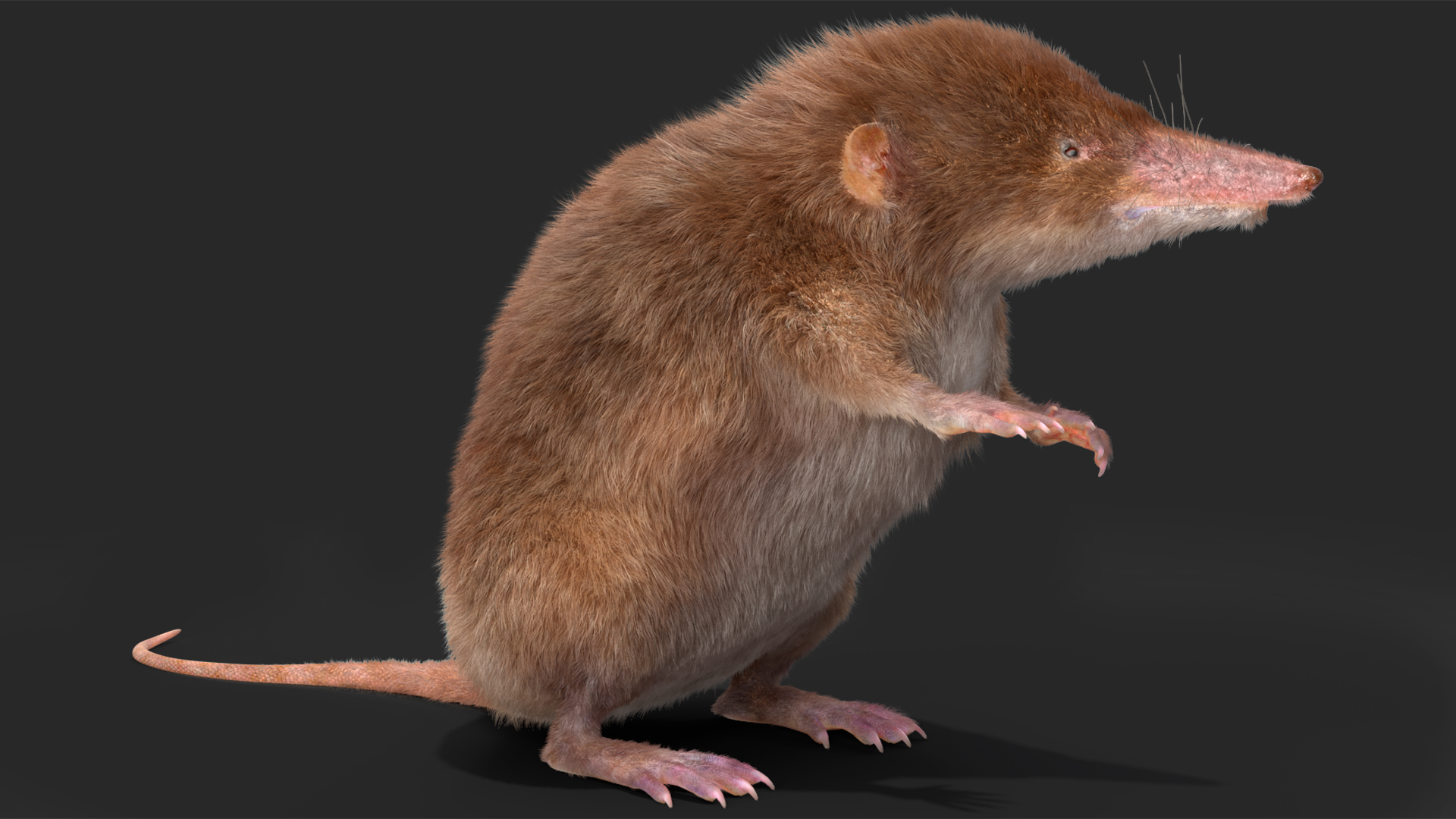 3D Shrew Standing Pose Fur model