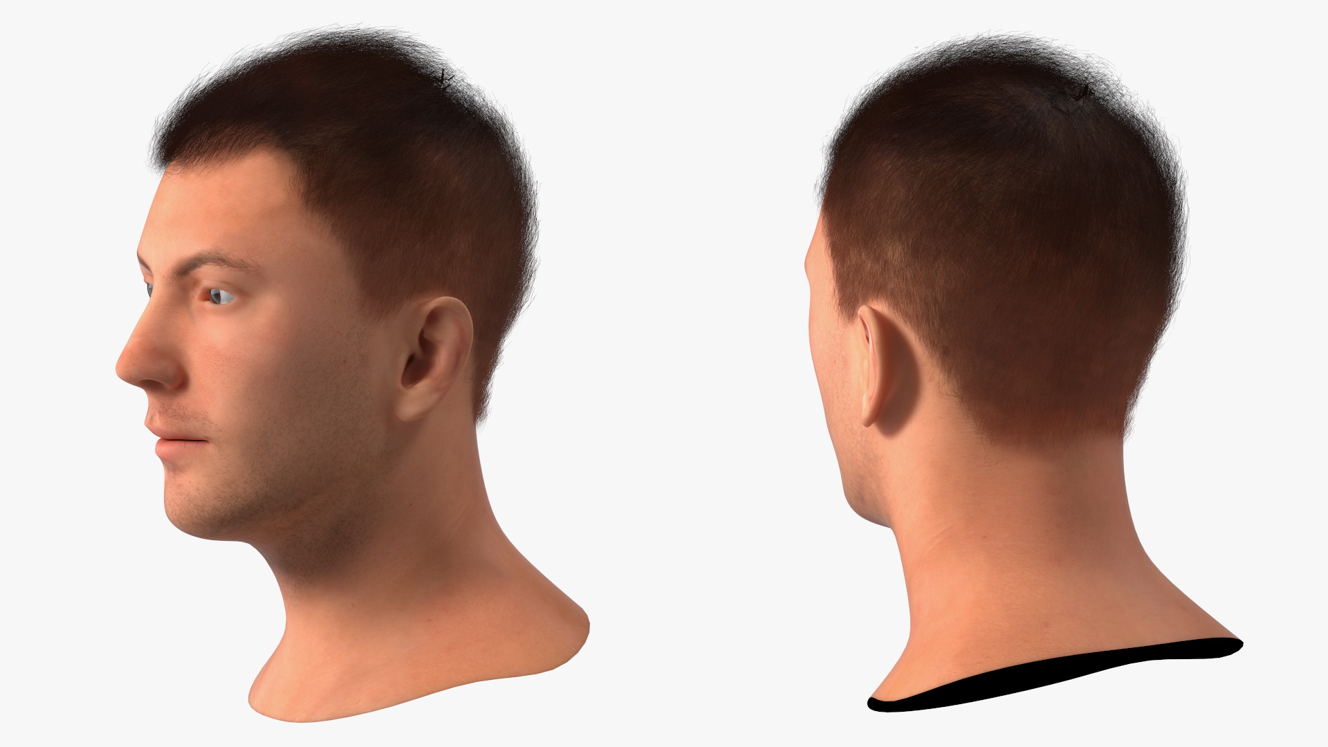 3D Male Head Caucasian Fur model