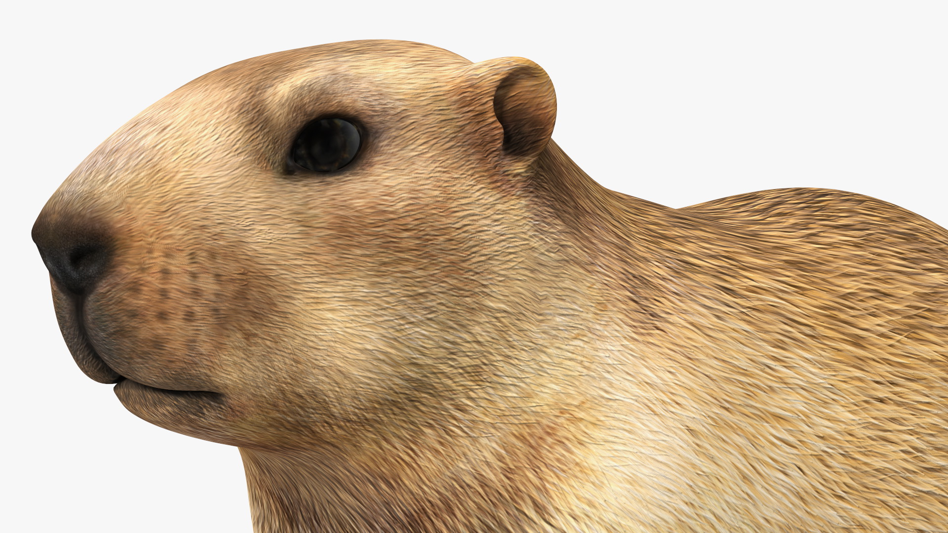 Marmot Rigged for Modo 3D