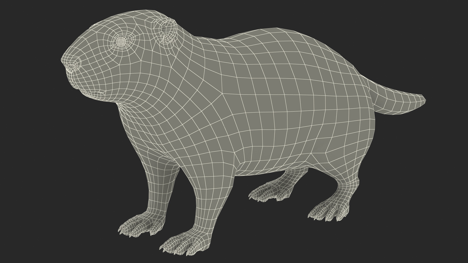 Marmot Rigged for Modo 3D