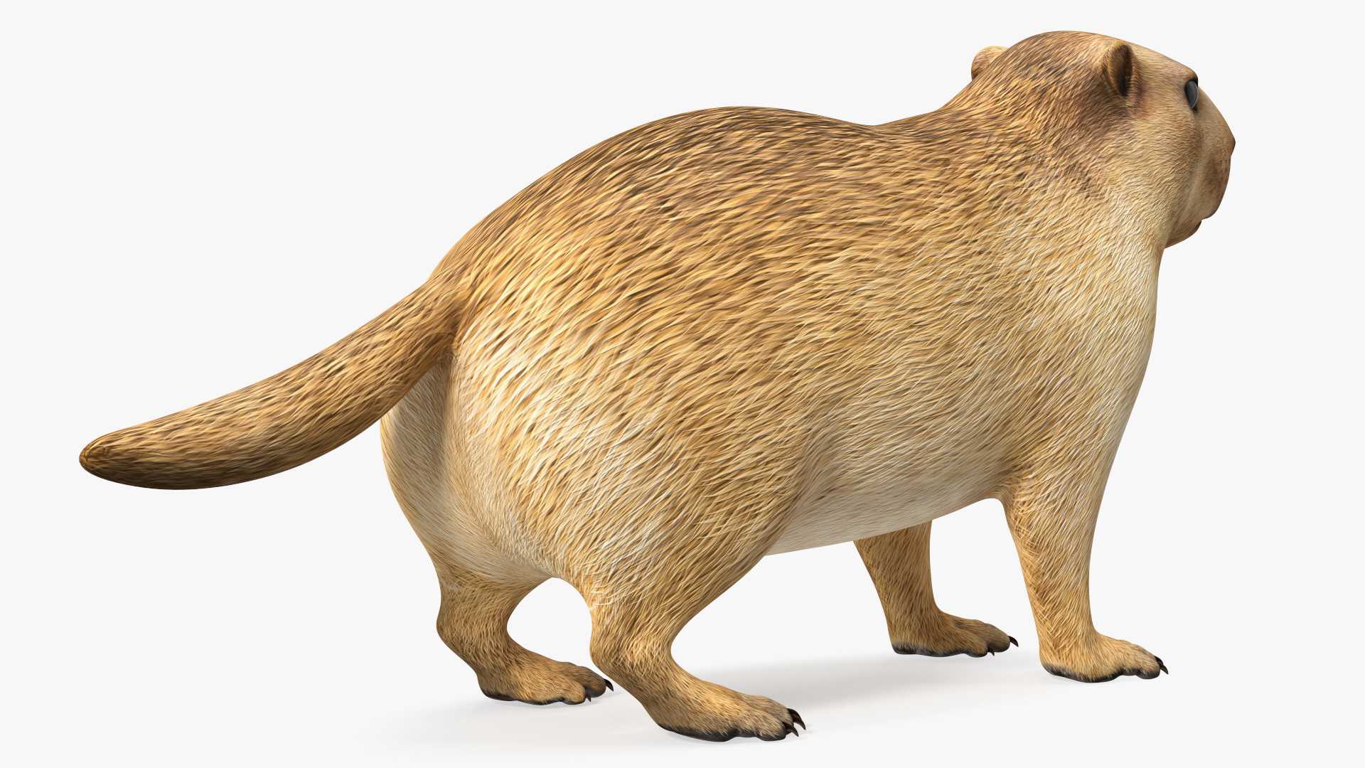 Marmot Rigged for Modo 3D