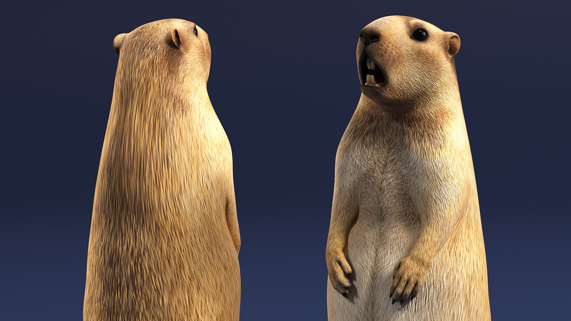 Marmot Rigged for Modo 3D