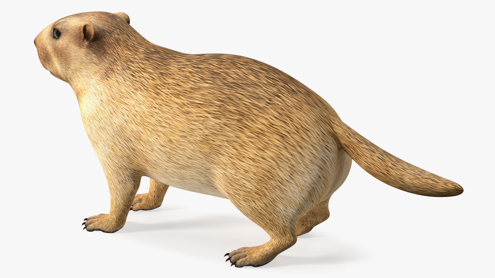 Marmot Rigged for Modo 3D